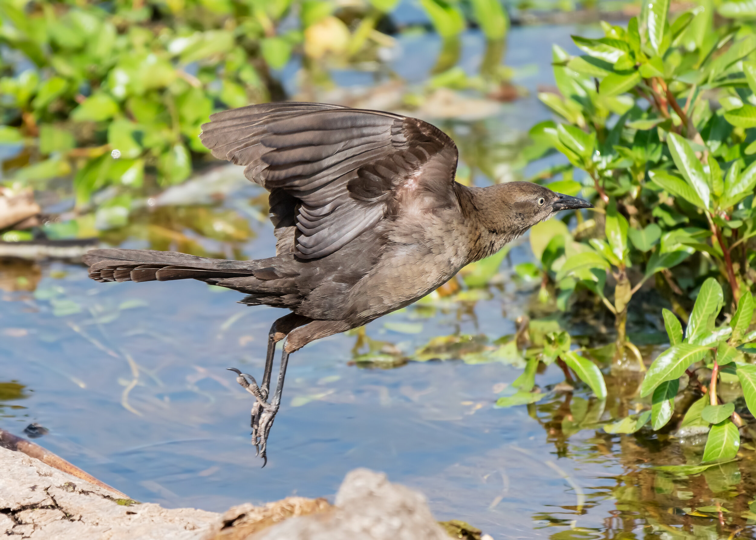 Great-tailed Grackle, Female