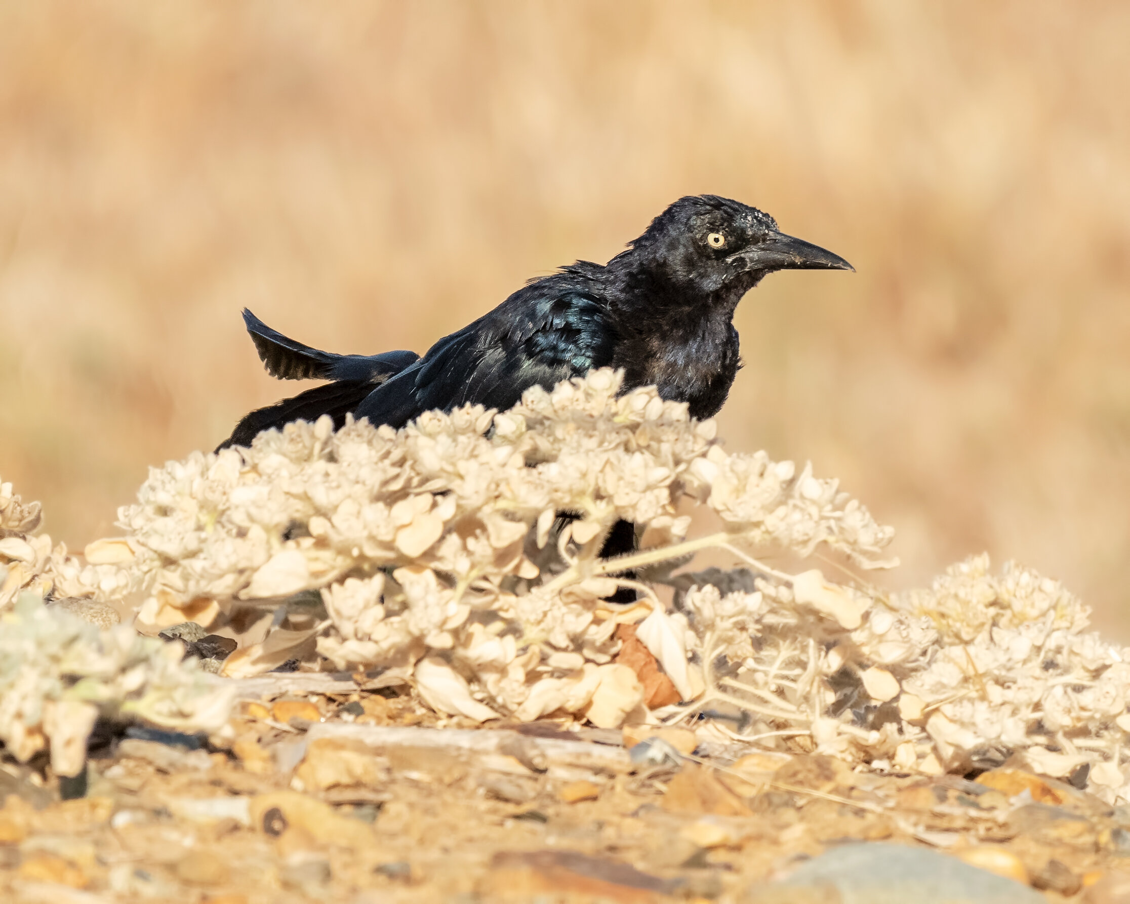 Great-tailed Grackle, Male