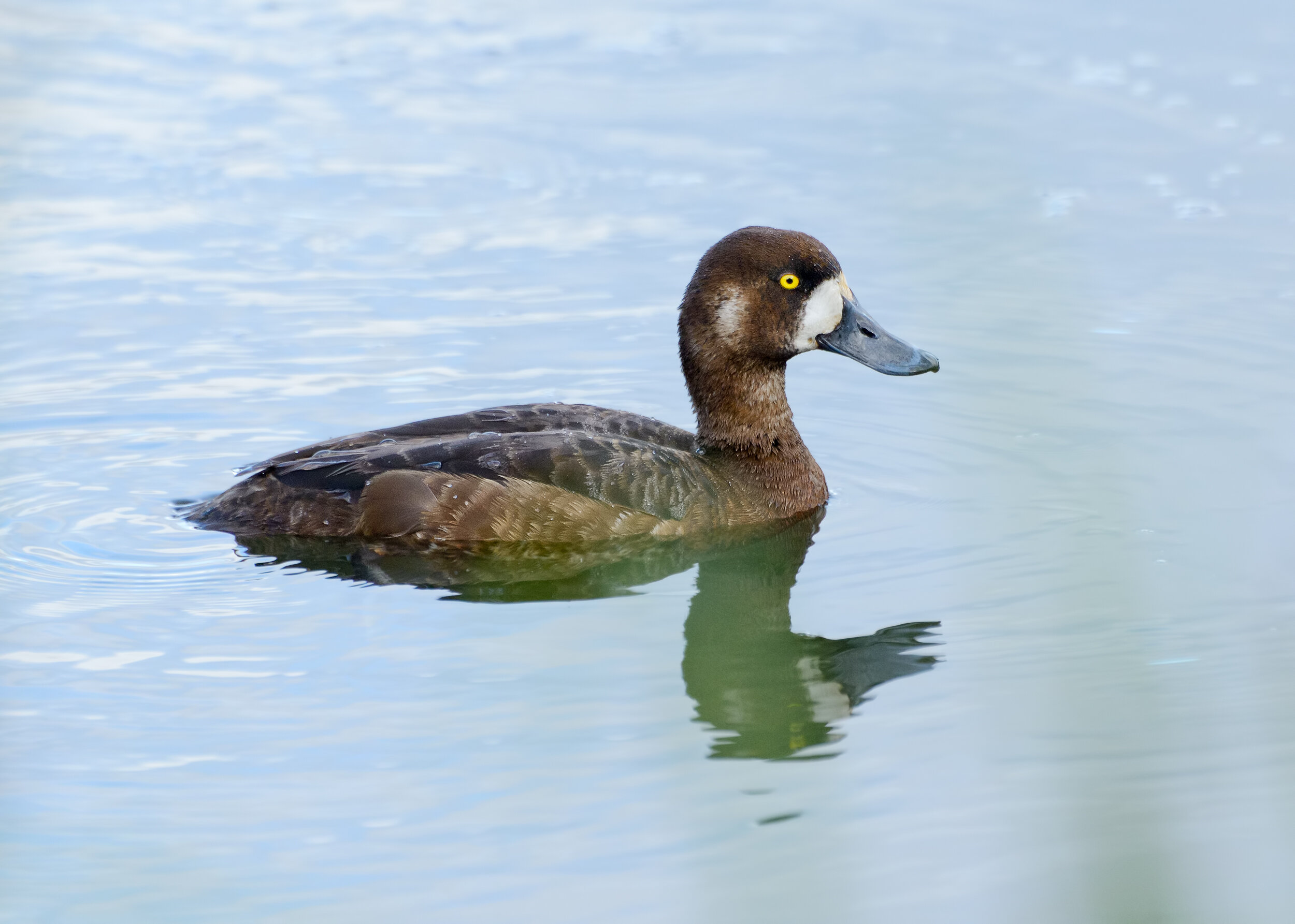 Greater Scaup, Female