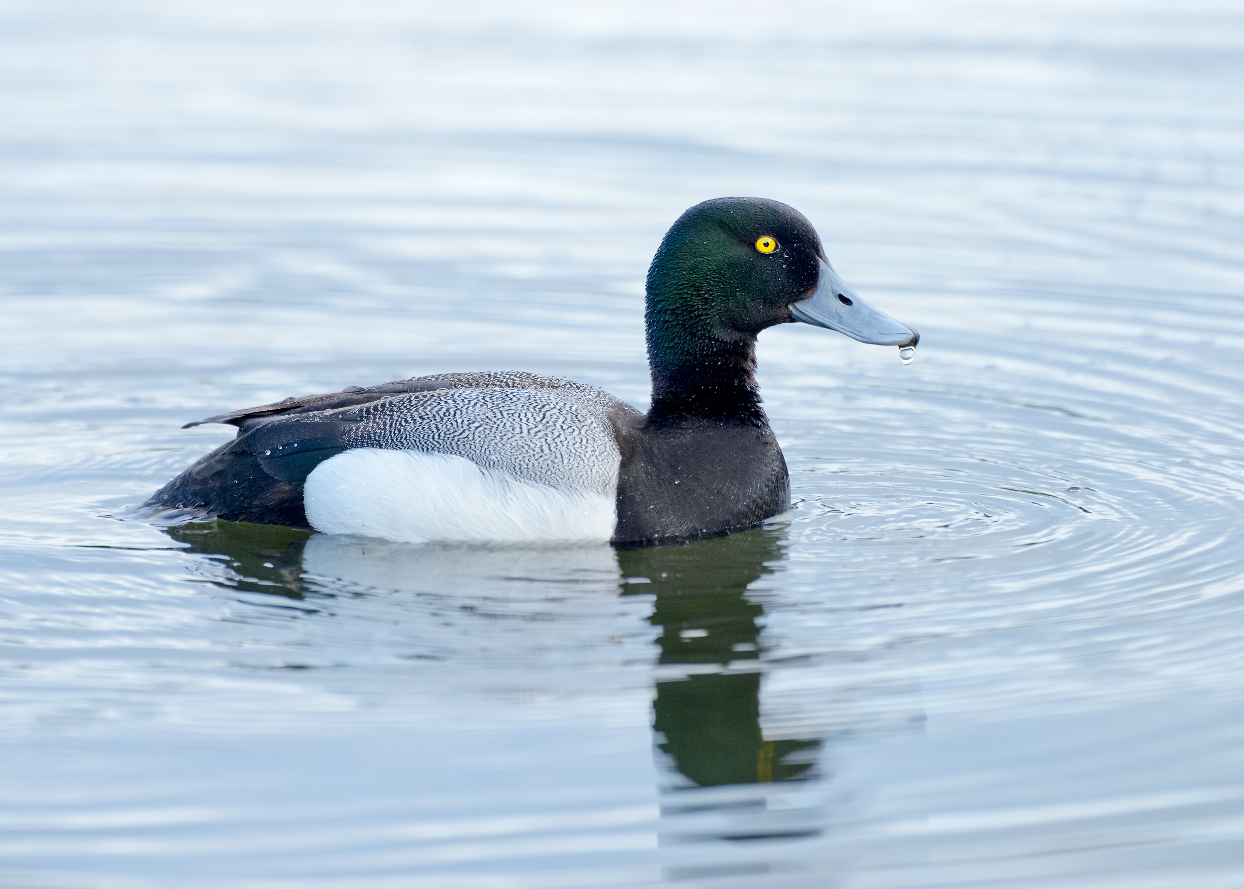 Greater Scaup, Male