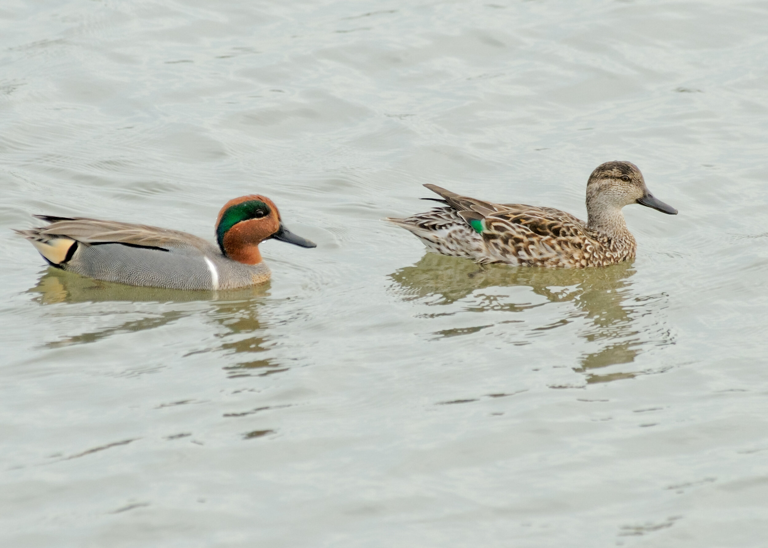 Green-winged Teal, Male and Female
