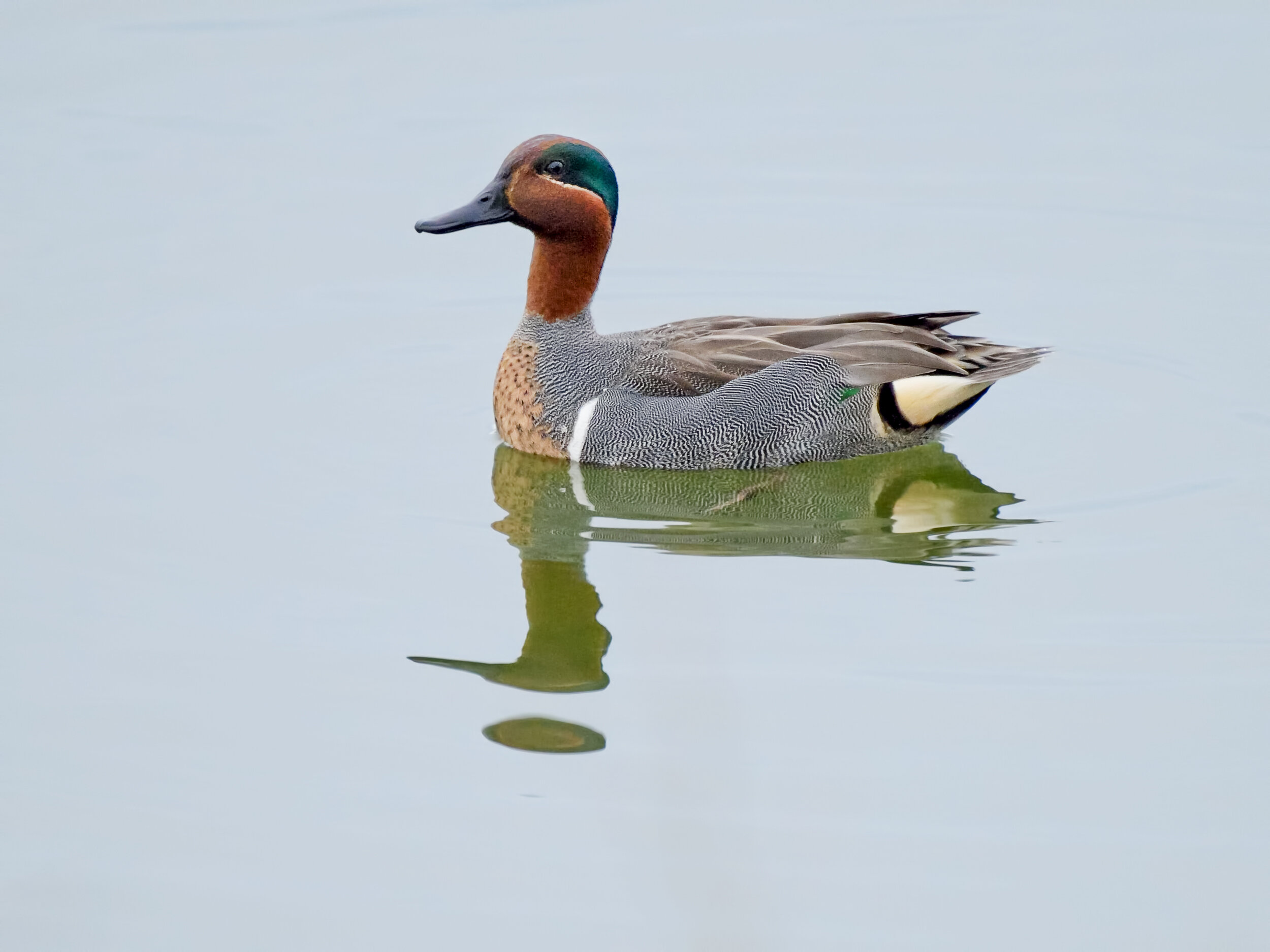 Green-winged Teal, Male