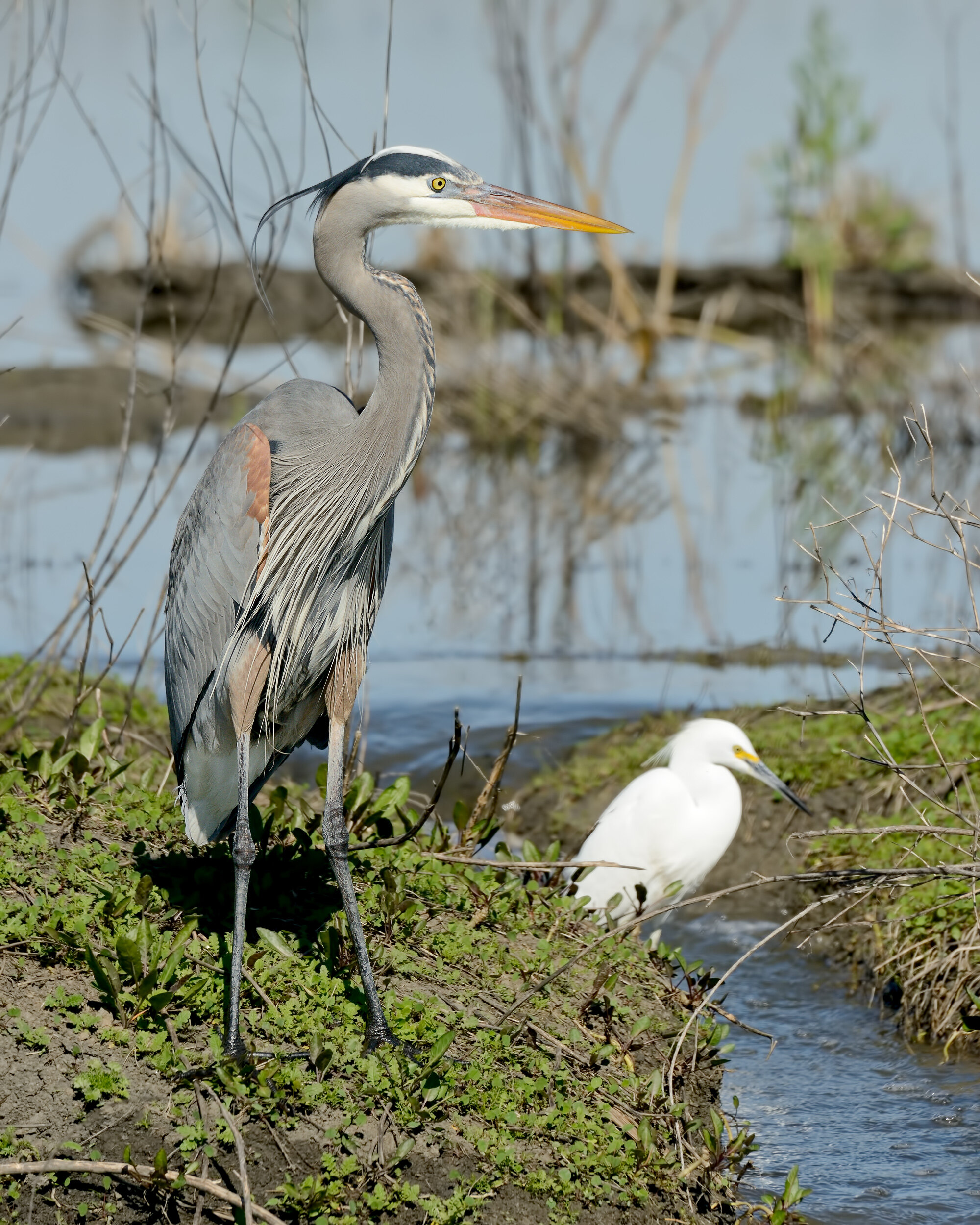 Great Blue Heron with Snowy Egret