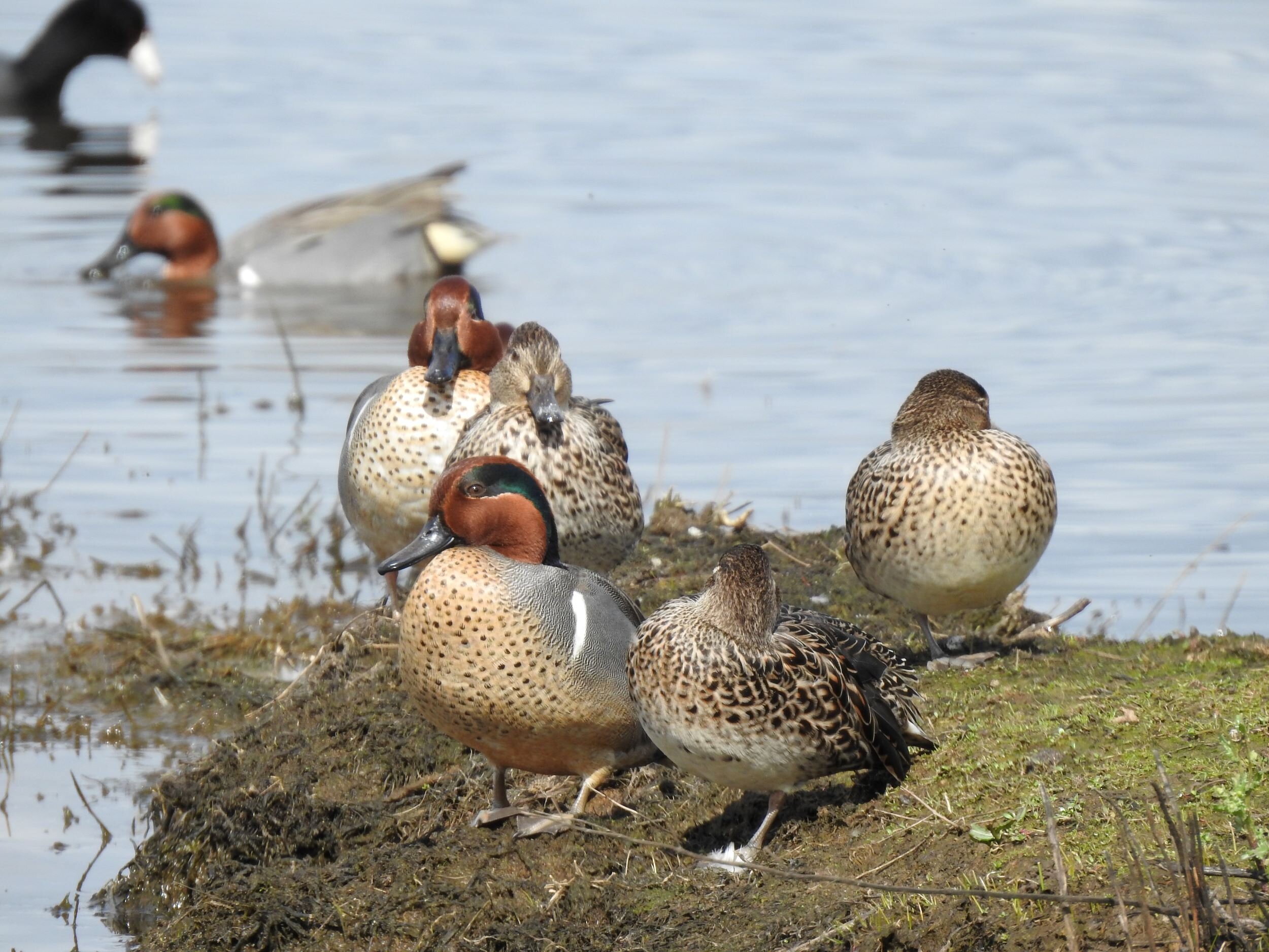 Green-winged Teal, Males and Females
