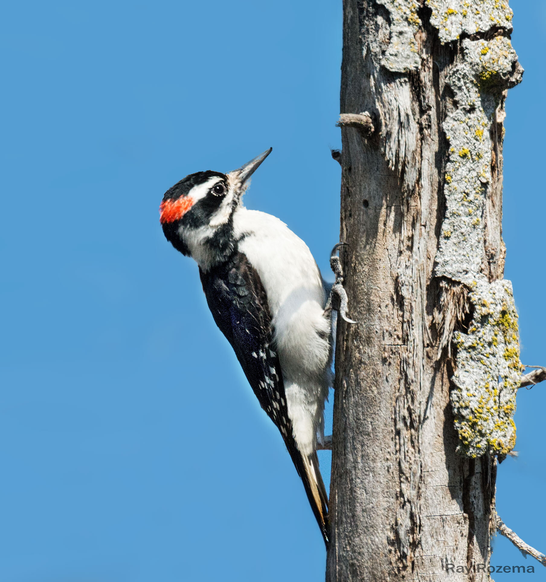 Hairy Woodpecker, Male