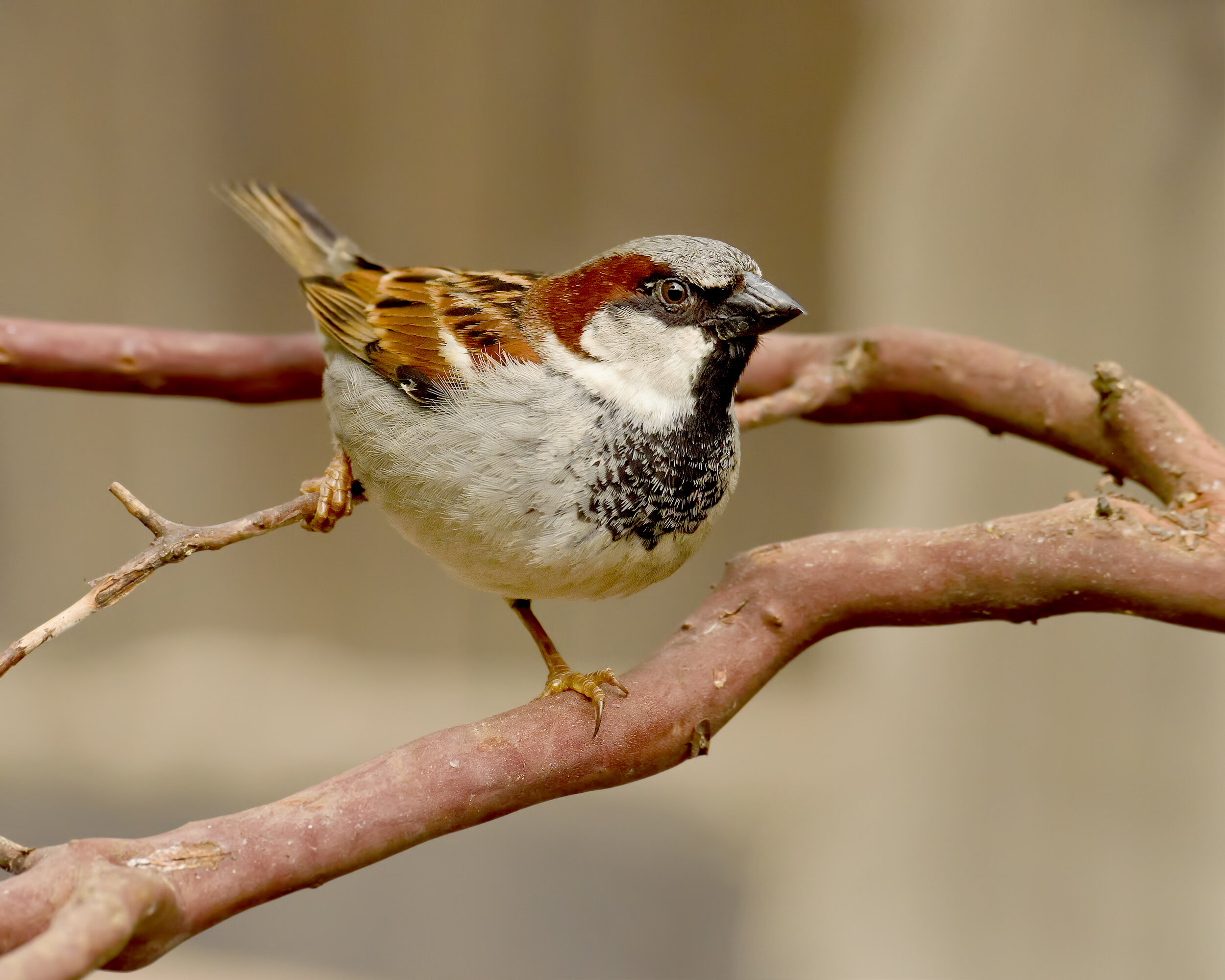 House Sparrow, Male
