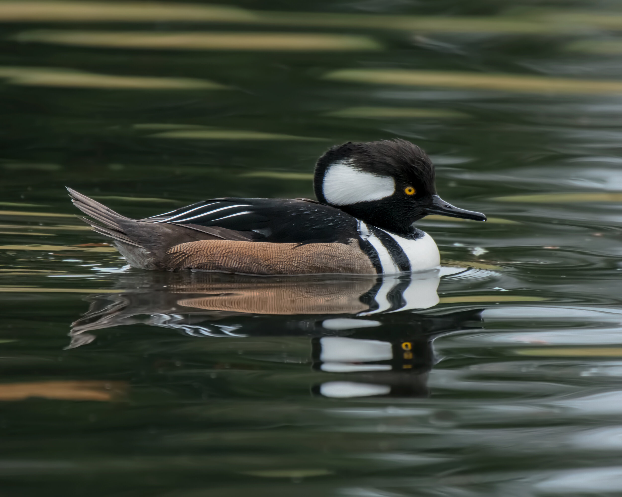 Hooded Merganser, Male