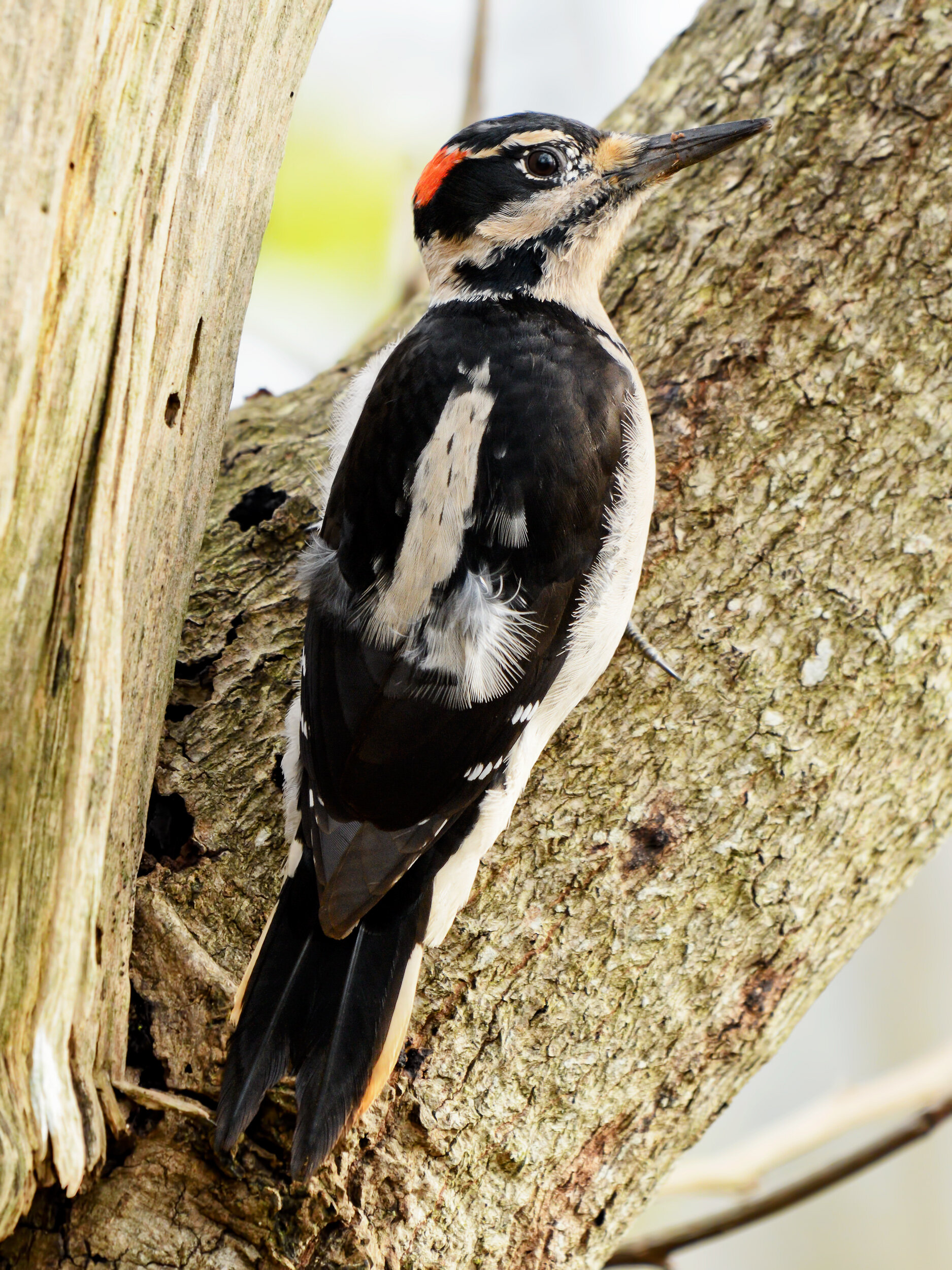 Hairy Woodpecker, Male
