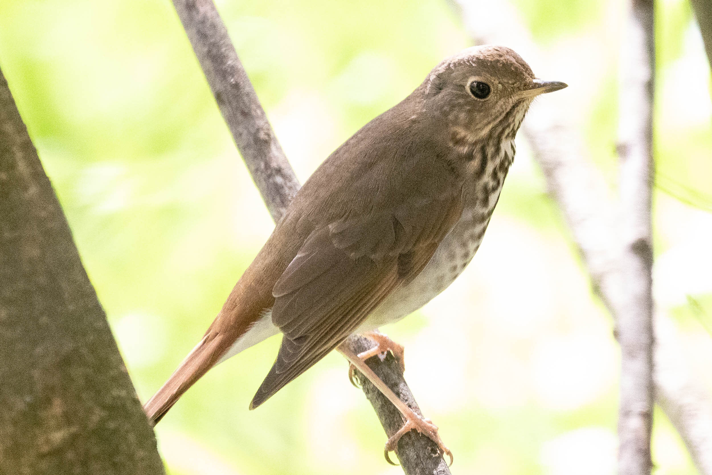 Hermit Thrush