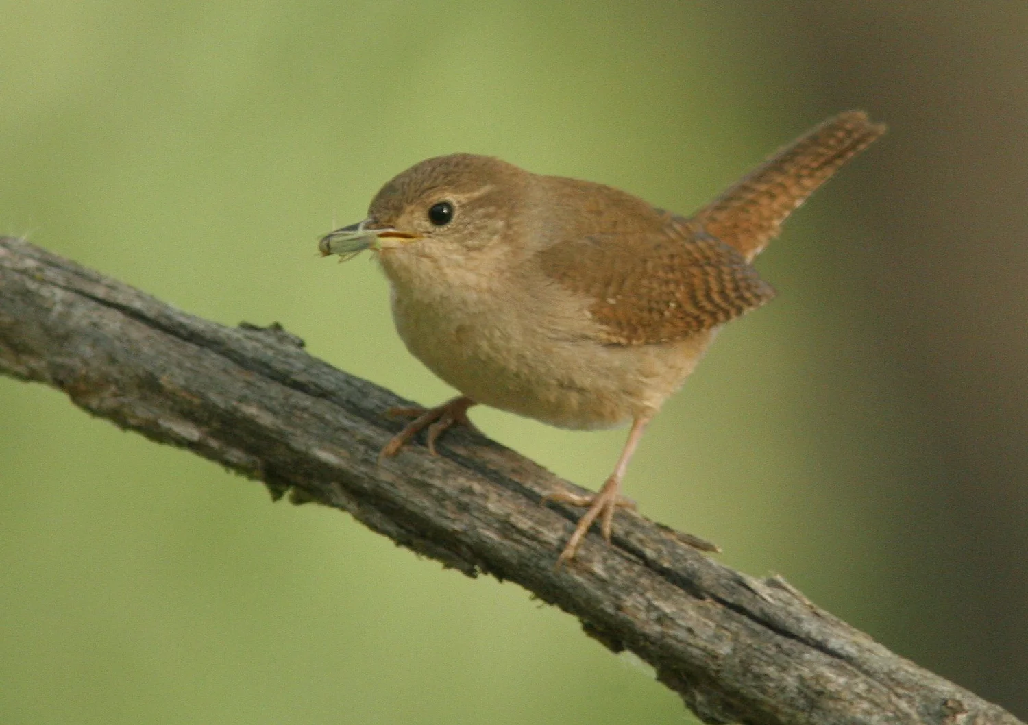 Rustic Wren Gibson Ranch Regional Park — Sacramento Audubon Society