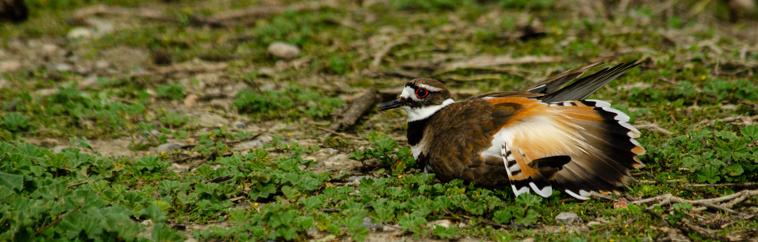 Killdeer