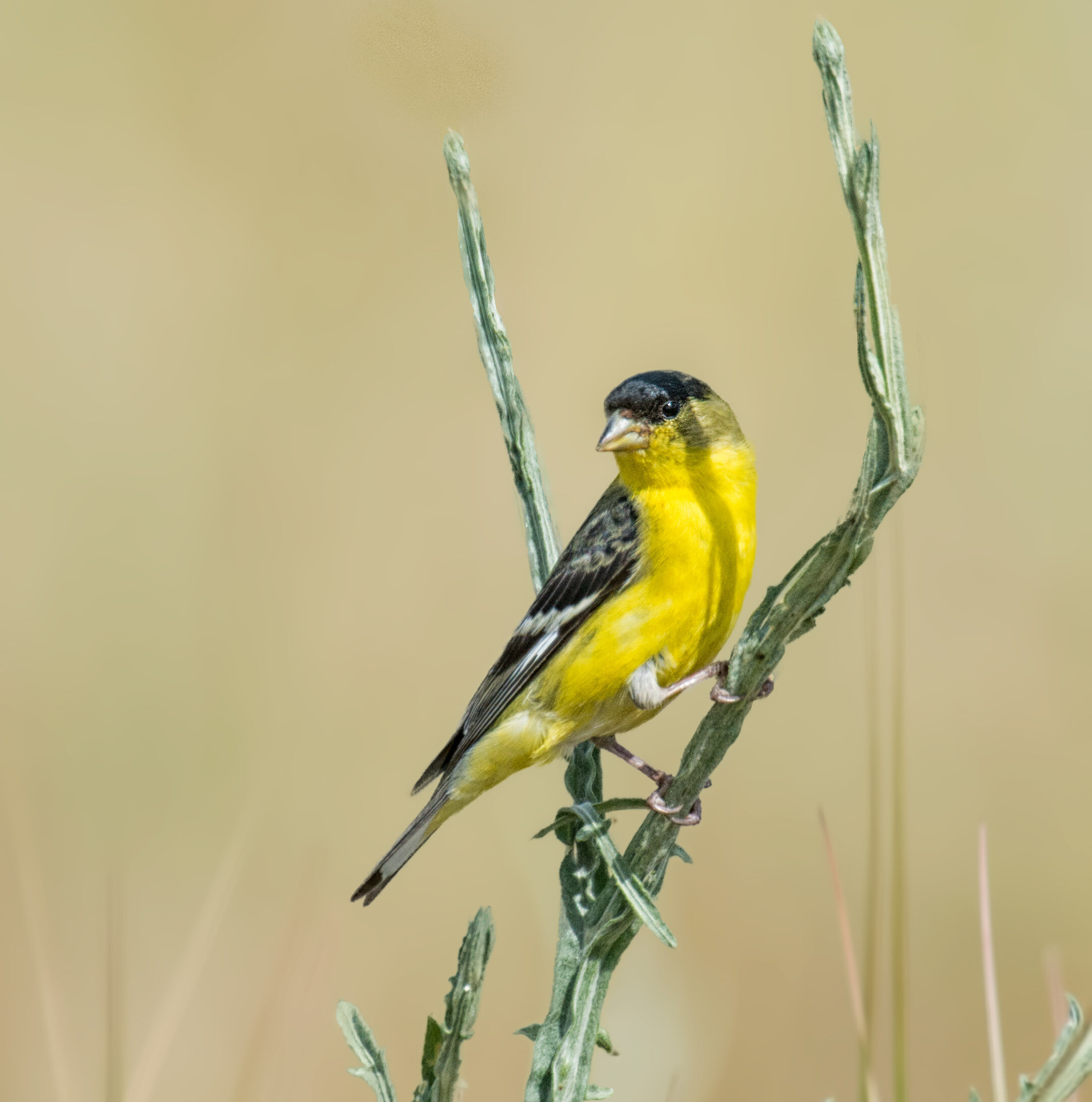 Lesser Goldfinch, Male
