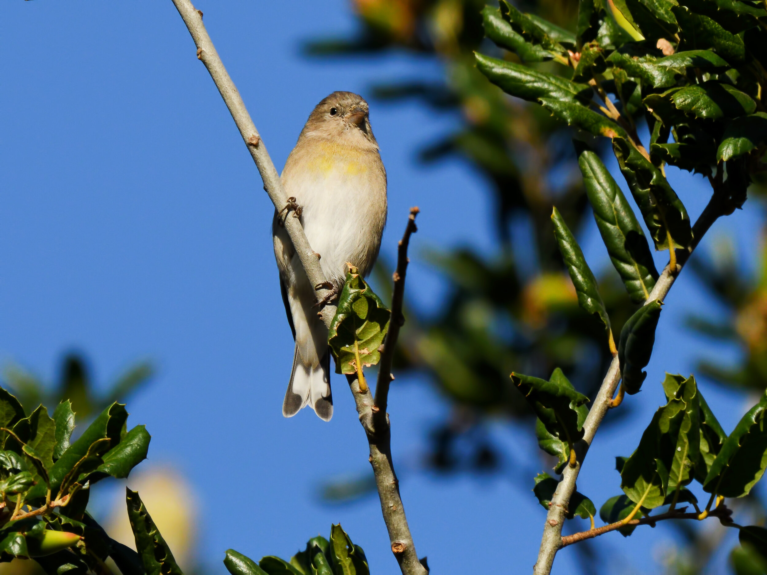 Lawrence's Goldfinch, Female