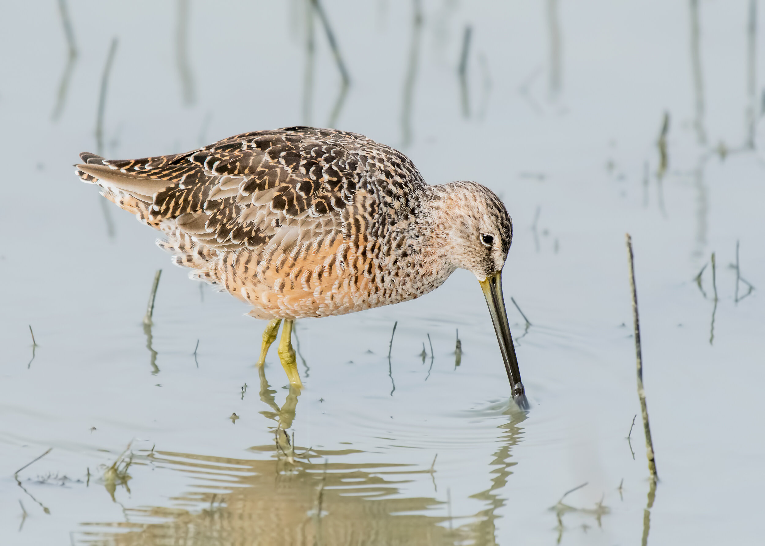 Long-billed Dowitcher, Breeding adult