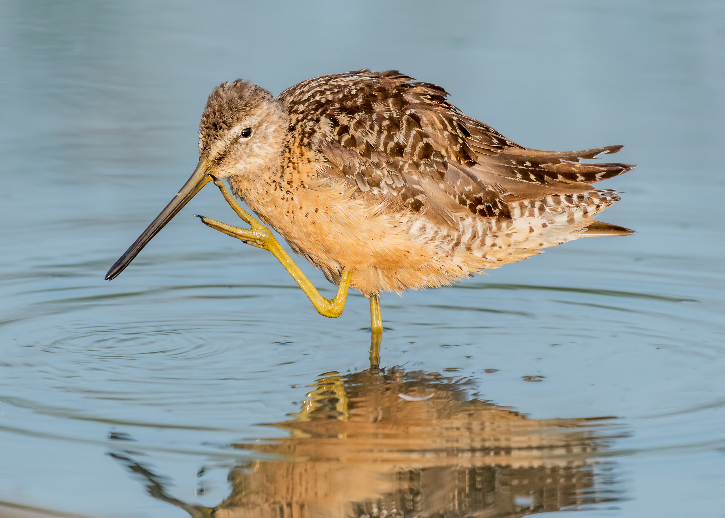 Long-billed Dowitcher, Breeding adult