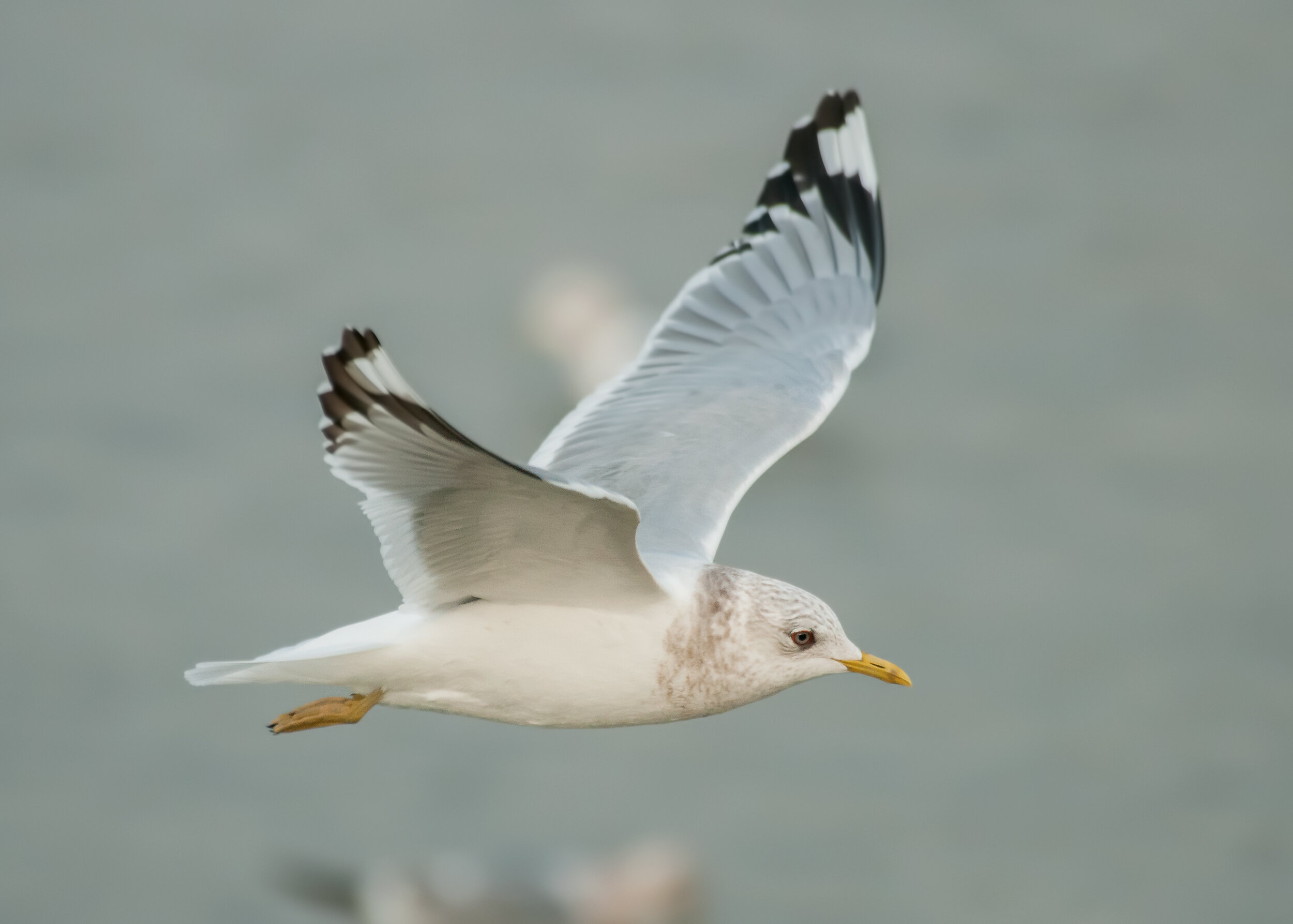 Short-billed Gull, Nonbreeding adult