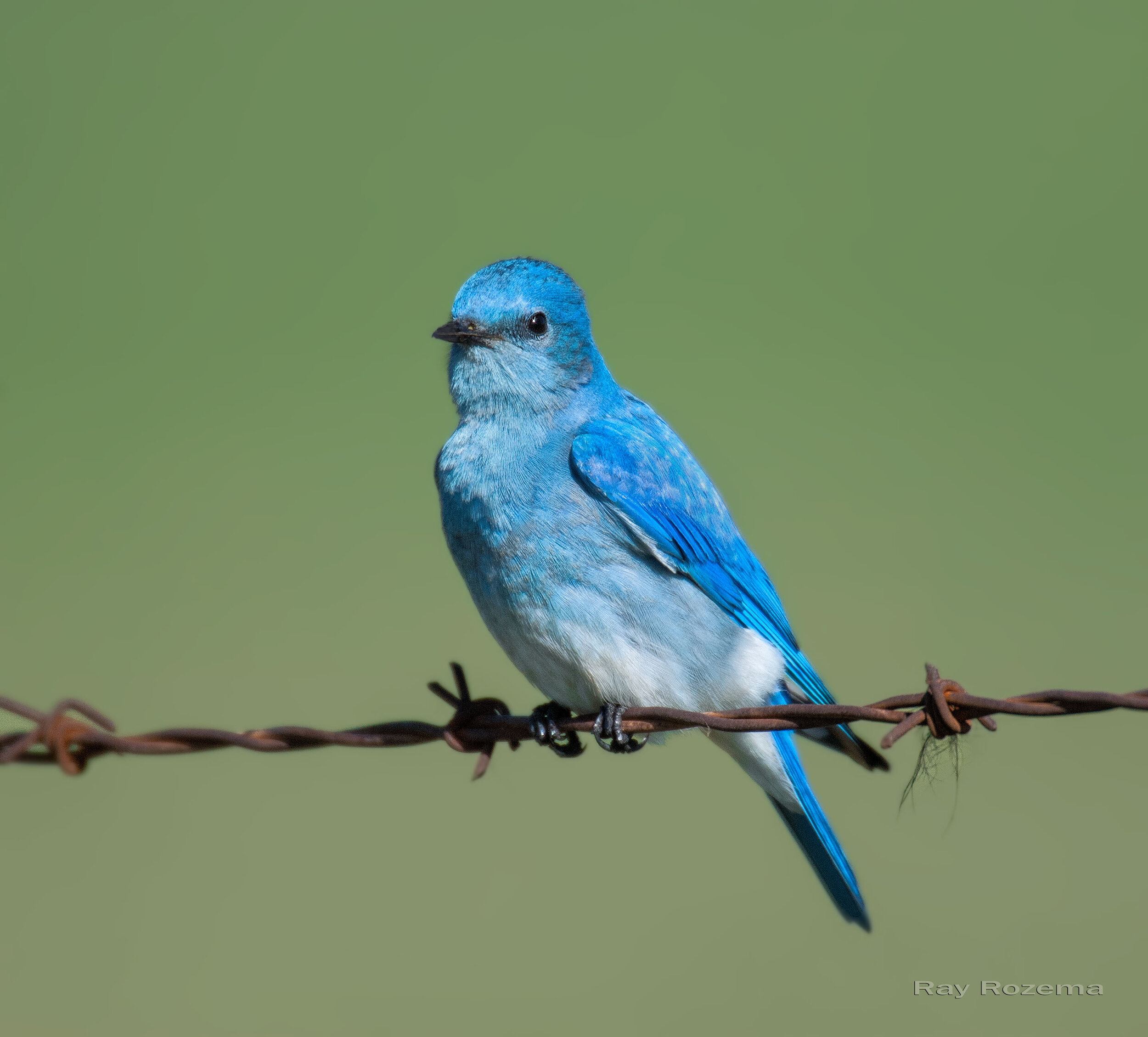 Mountain Bluebird, Adult male