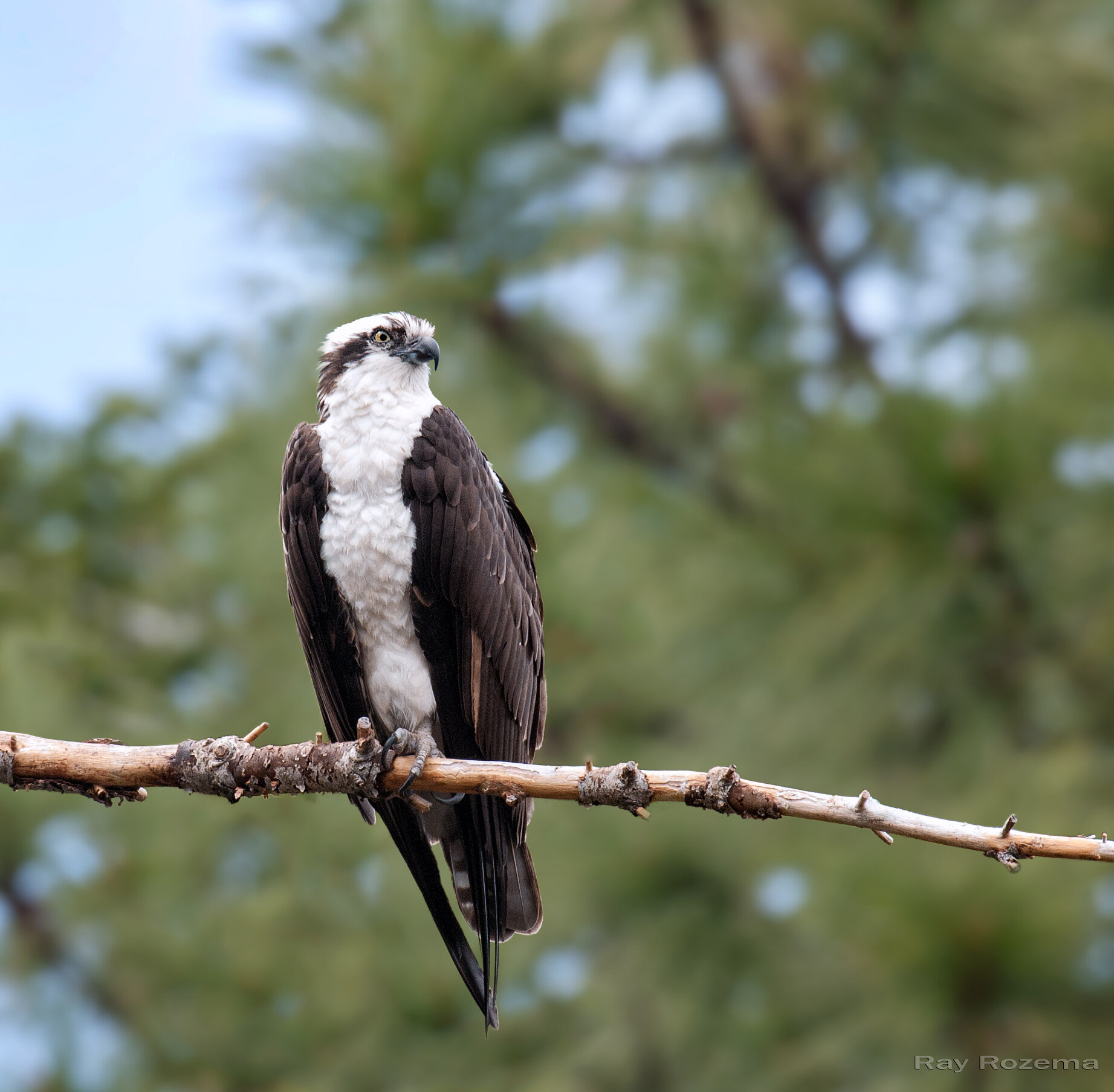 Osprey