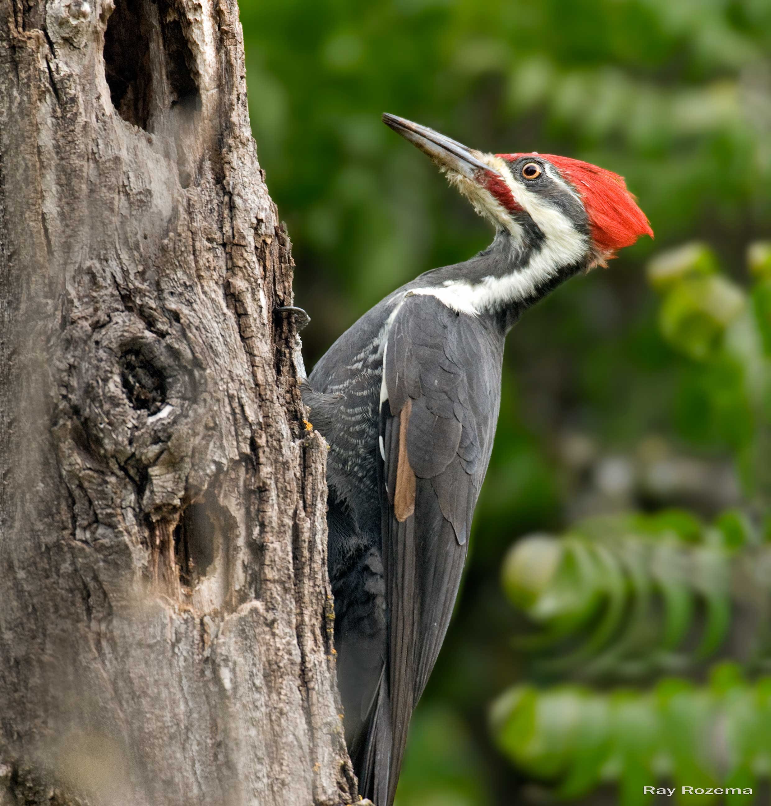 Pileated Woodpecker, Male