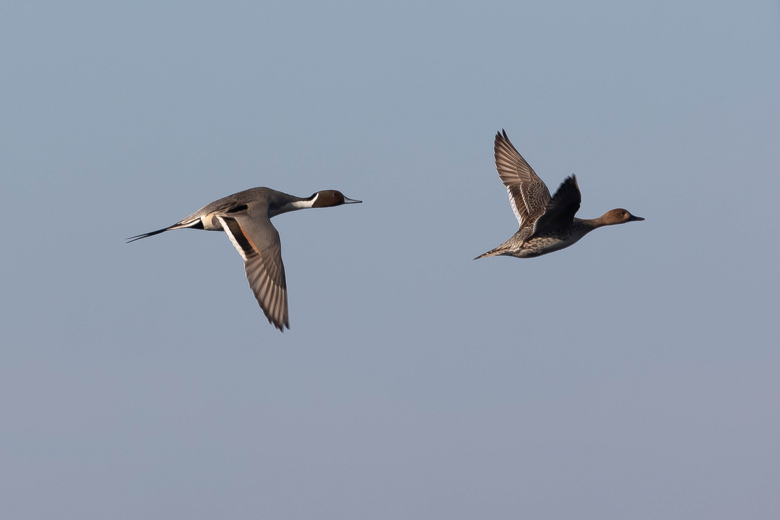 Northern Pintail, Male and Female