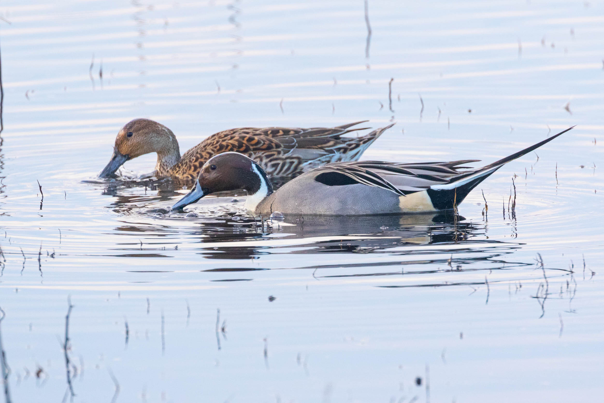 Northern Pintail, Male and Female