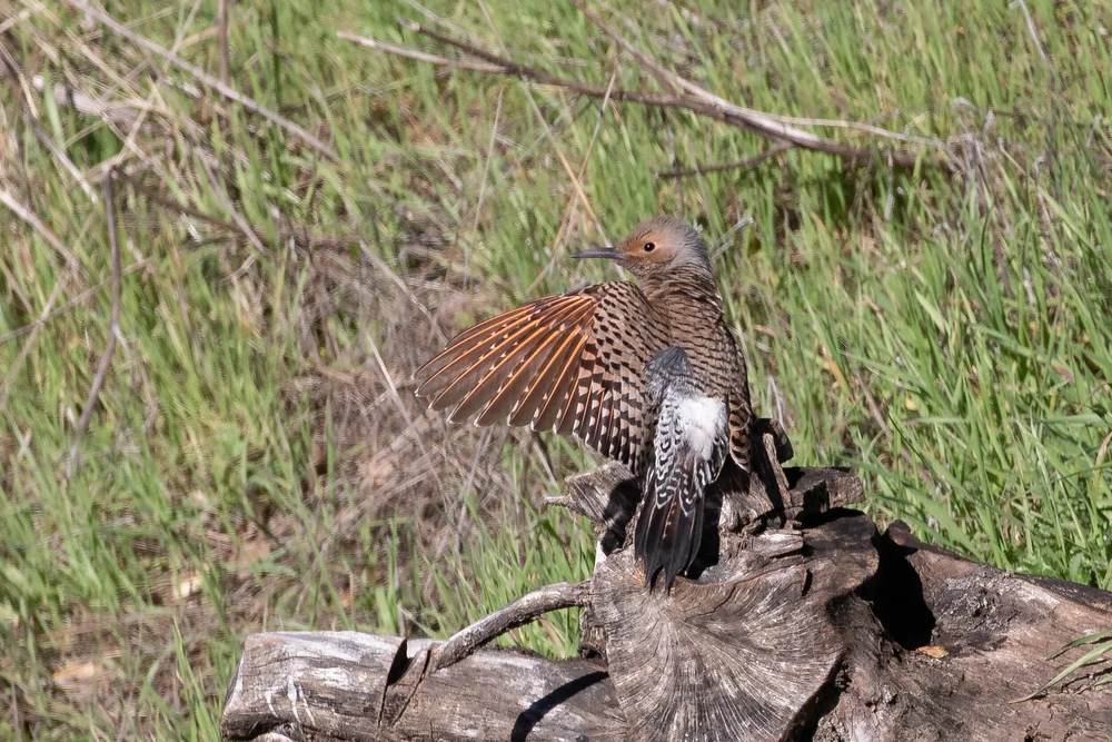 Northern Flicker Juvenile
