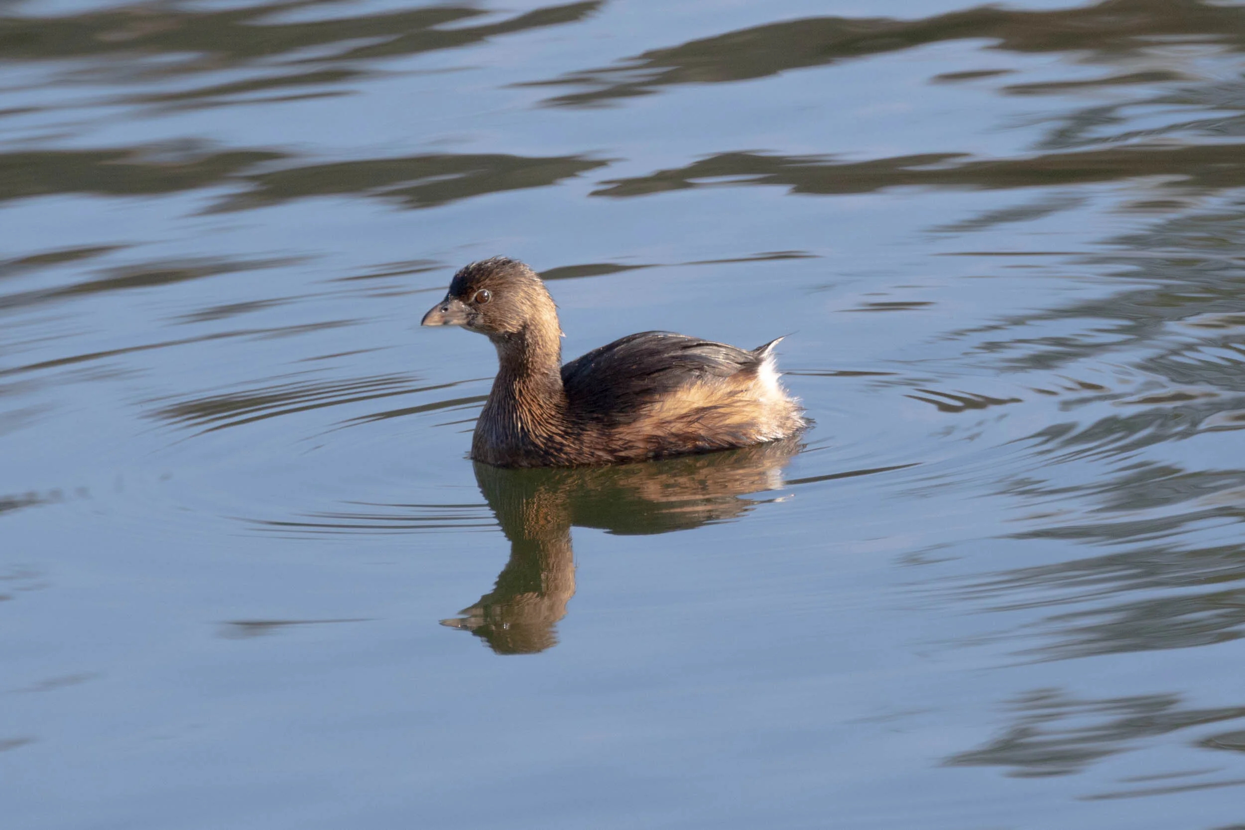 Pied billed Grebe Sacramento Audubon Society