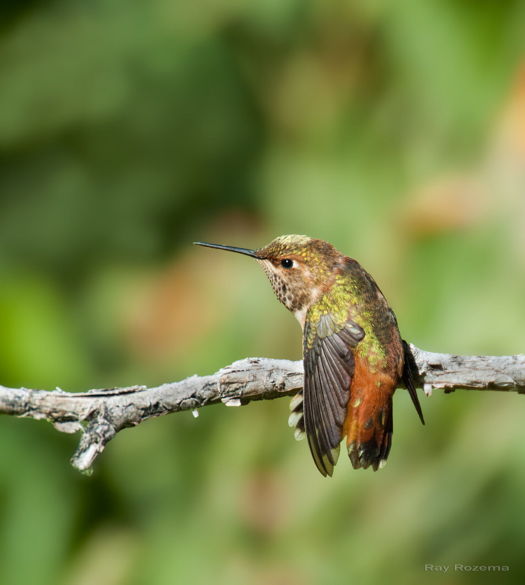 Rufous Hummingbird, Female / Immature male