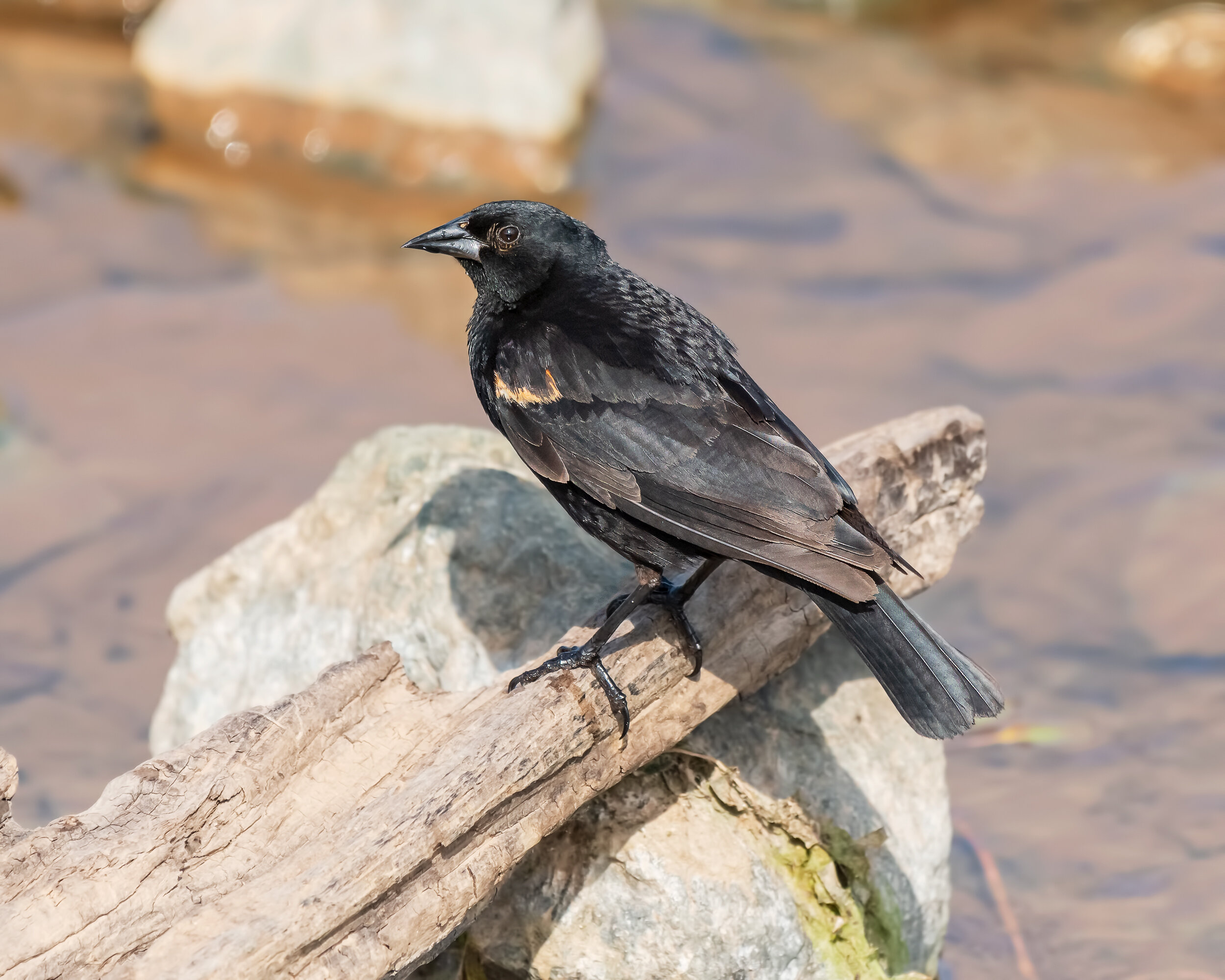 Red-winged Blackbird, Nonbreeding male