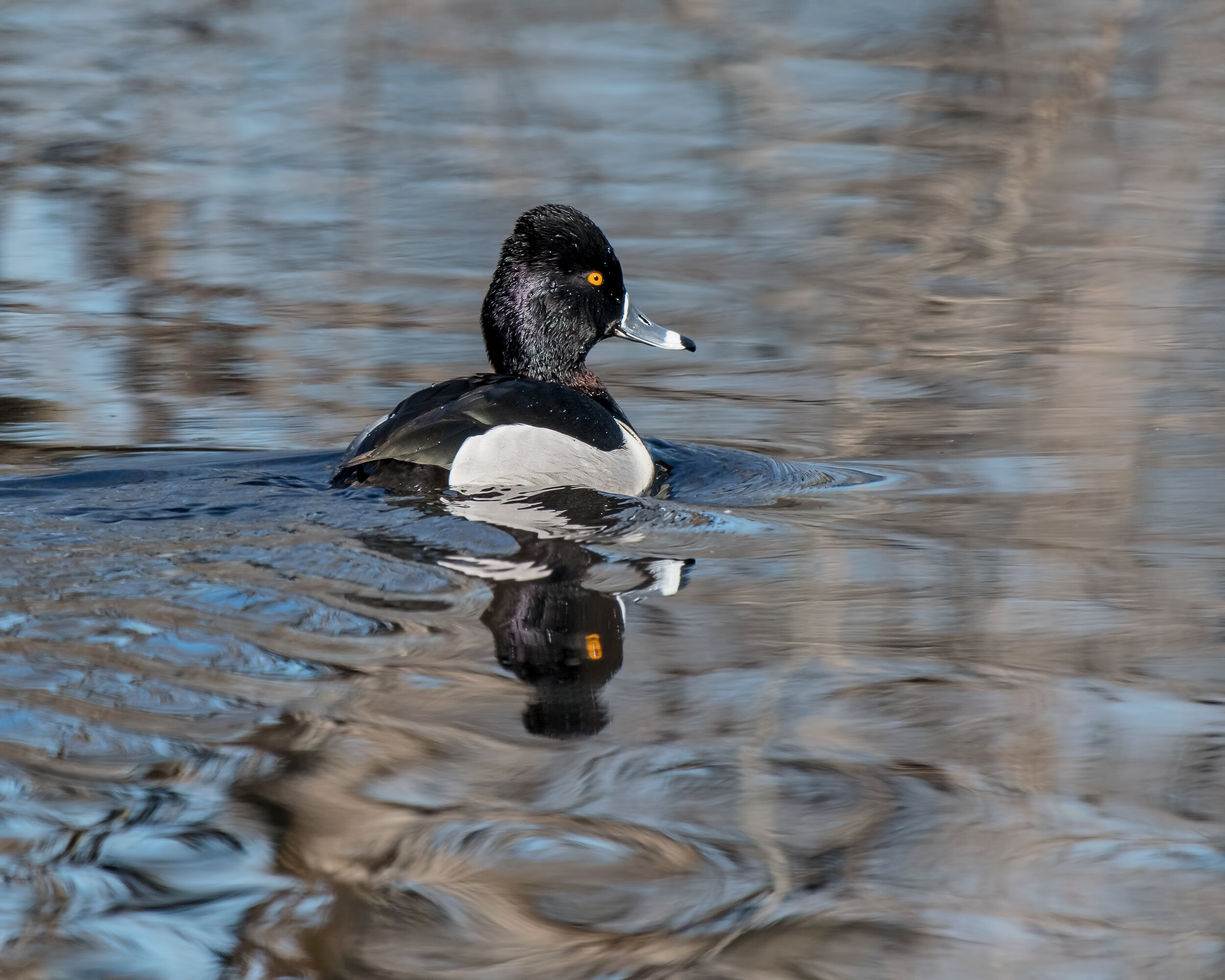 Ring-necked Duck, Male 