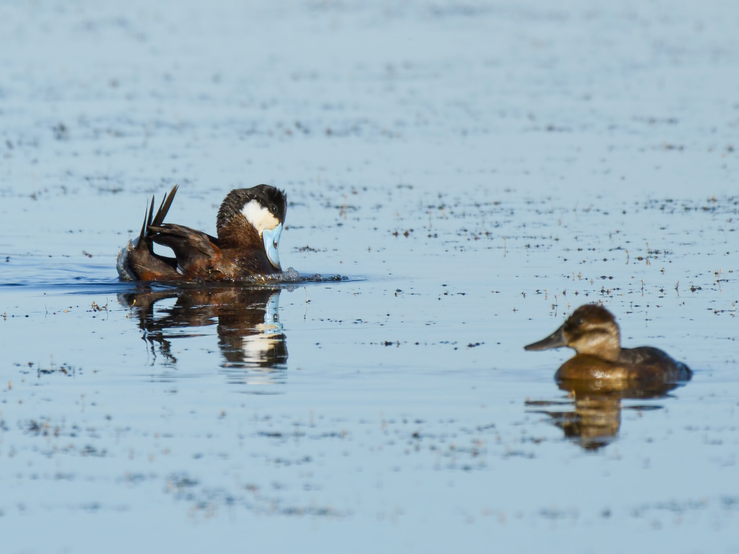 Ruddy Duck, Male and Female