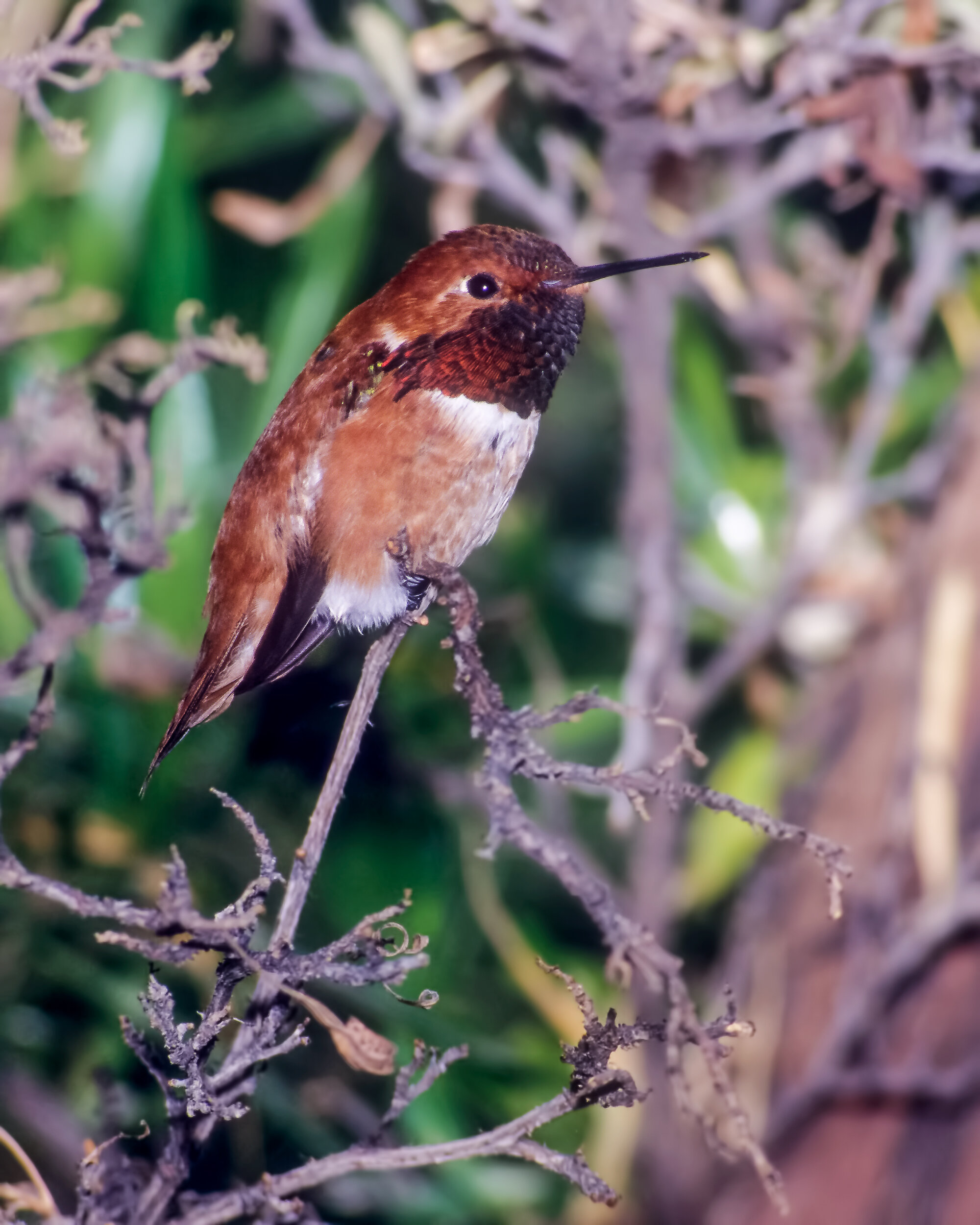 Rufous Hummingbird, Adult male