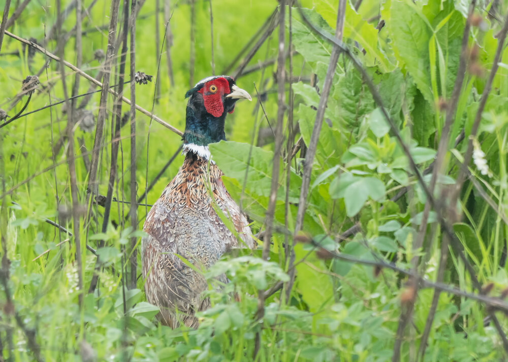 Meet the Ring-necked Pheasant — Sacramento Audubon Society