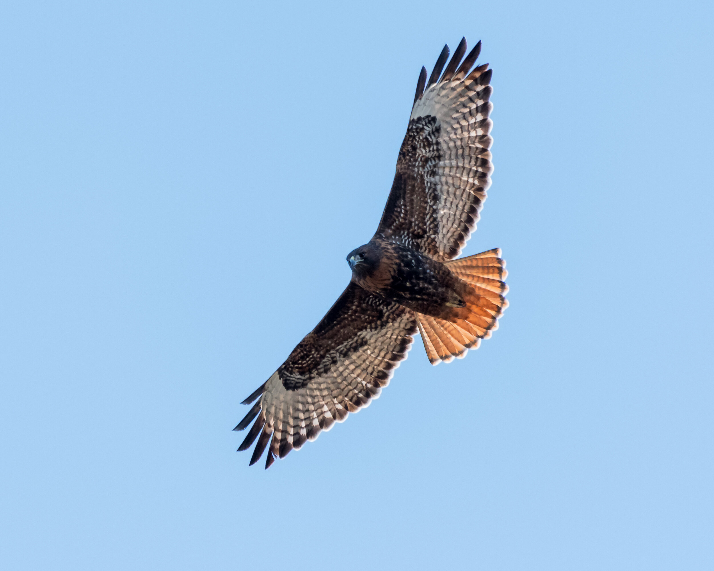 Meet Red-tailed Hawk — Sacramento Audubon Society