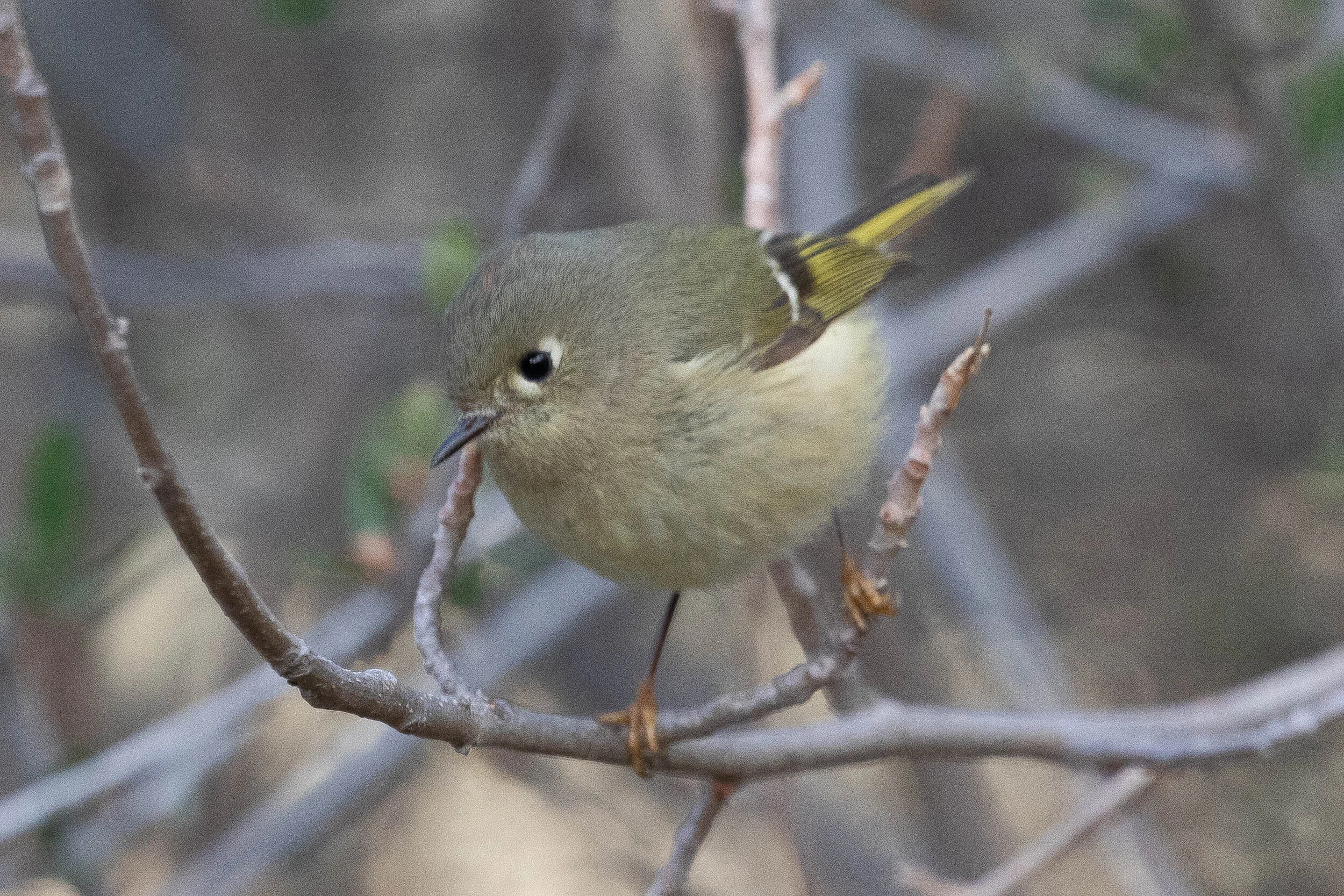 Wrens, Kinglets, and Gnatcatchers