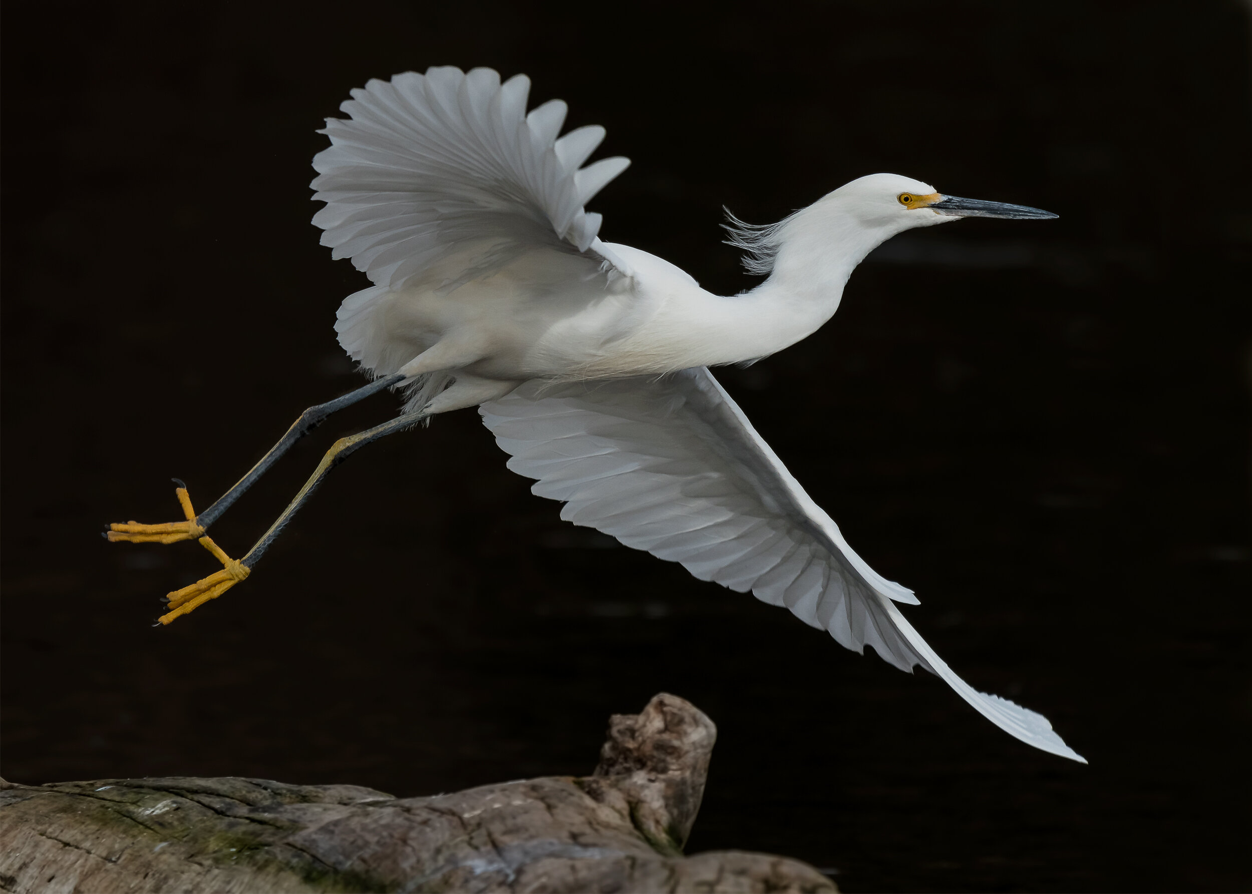 Meet the Snowy Egret — Sacramento Audubon Society