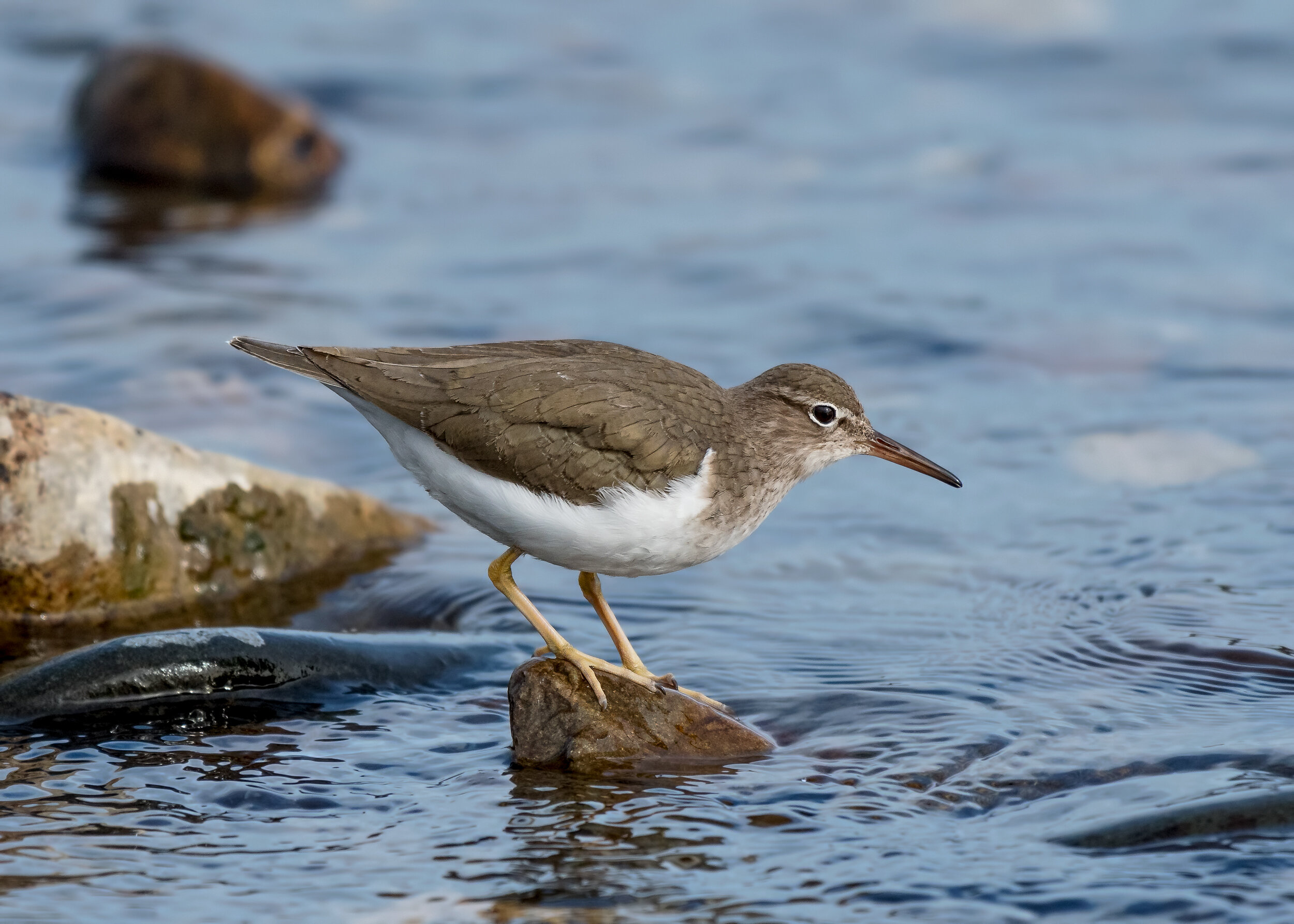 Spotted Sandpiper, Nonbreeding adult