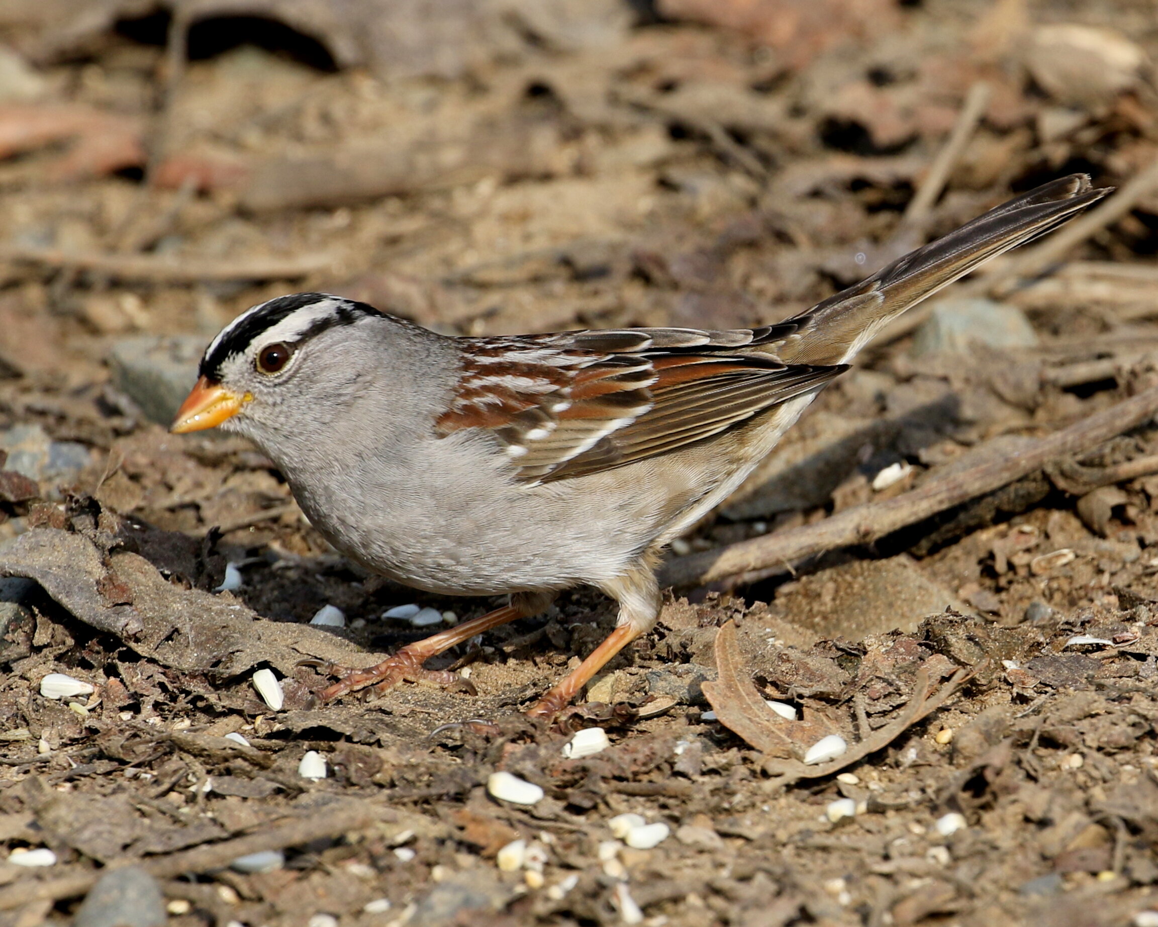 White-crowned Sparrow, Adult