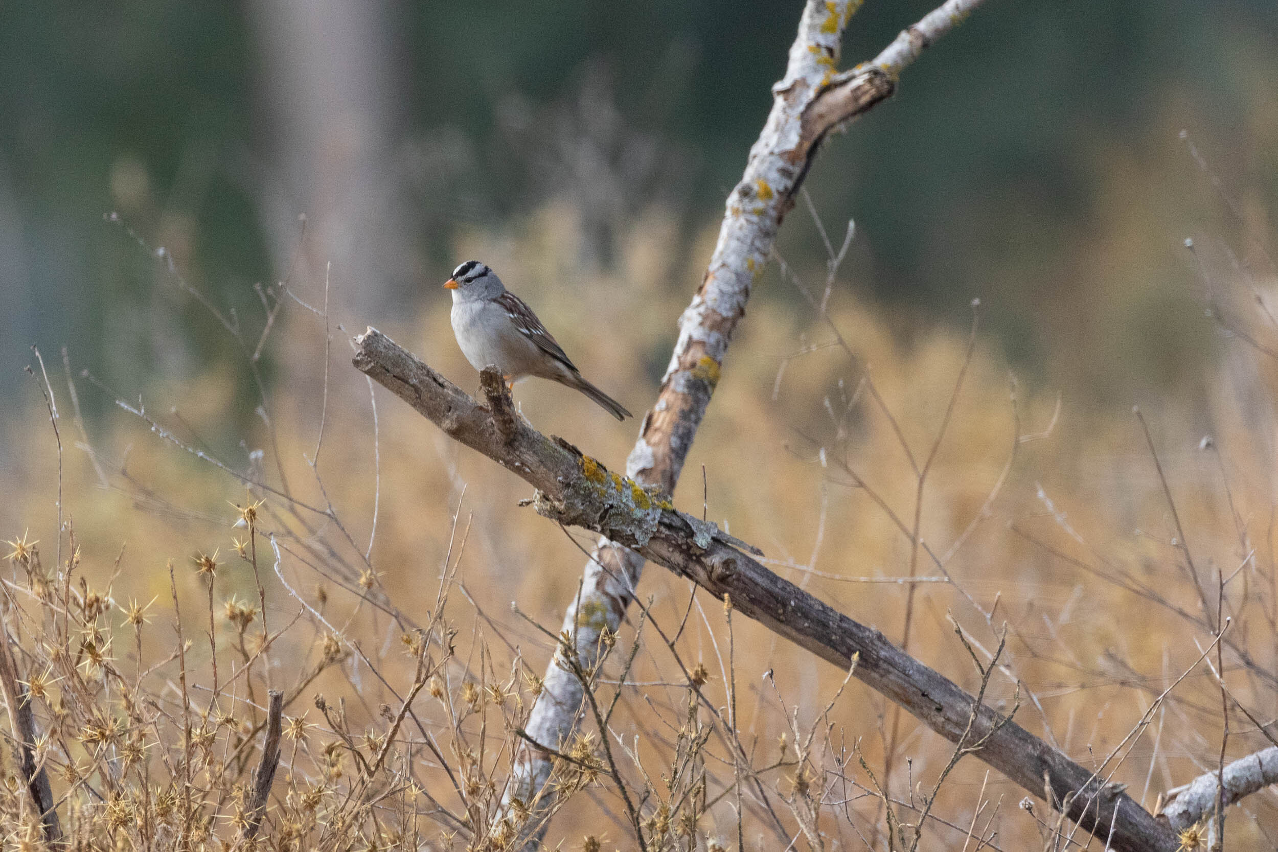 White-crowned Sparrow, Adult