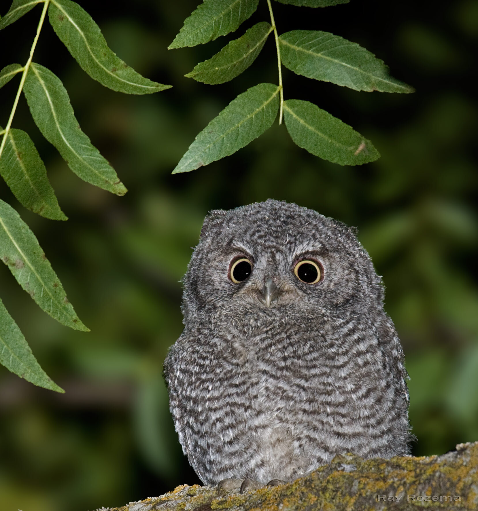 Western Screech Owl, fledgling