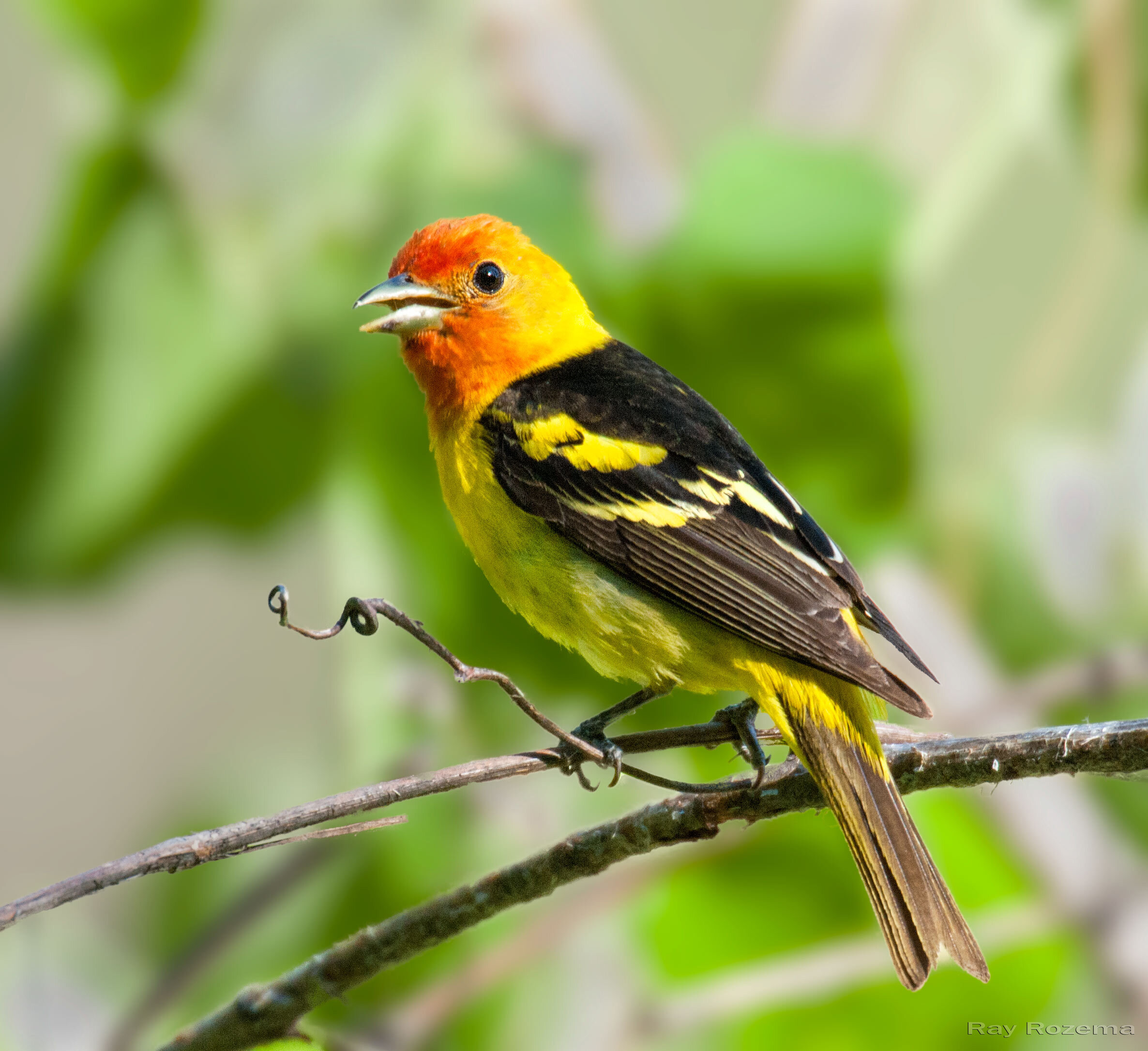 Western Tanager — Sacramento Audubon Society