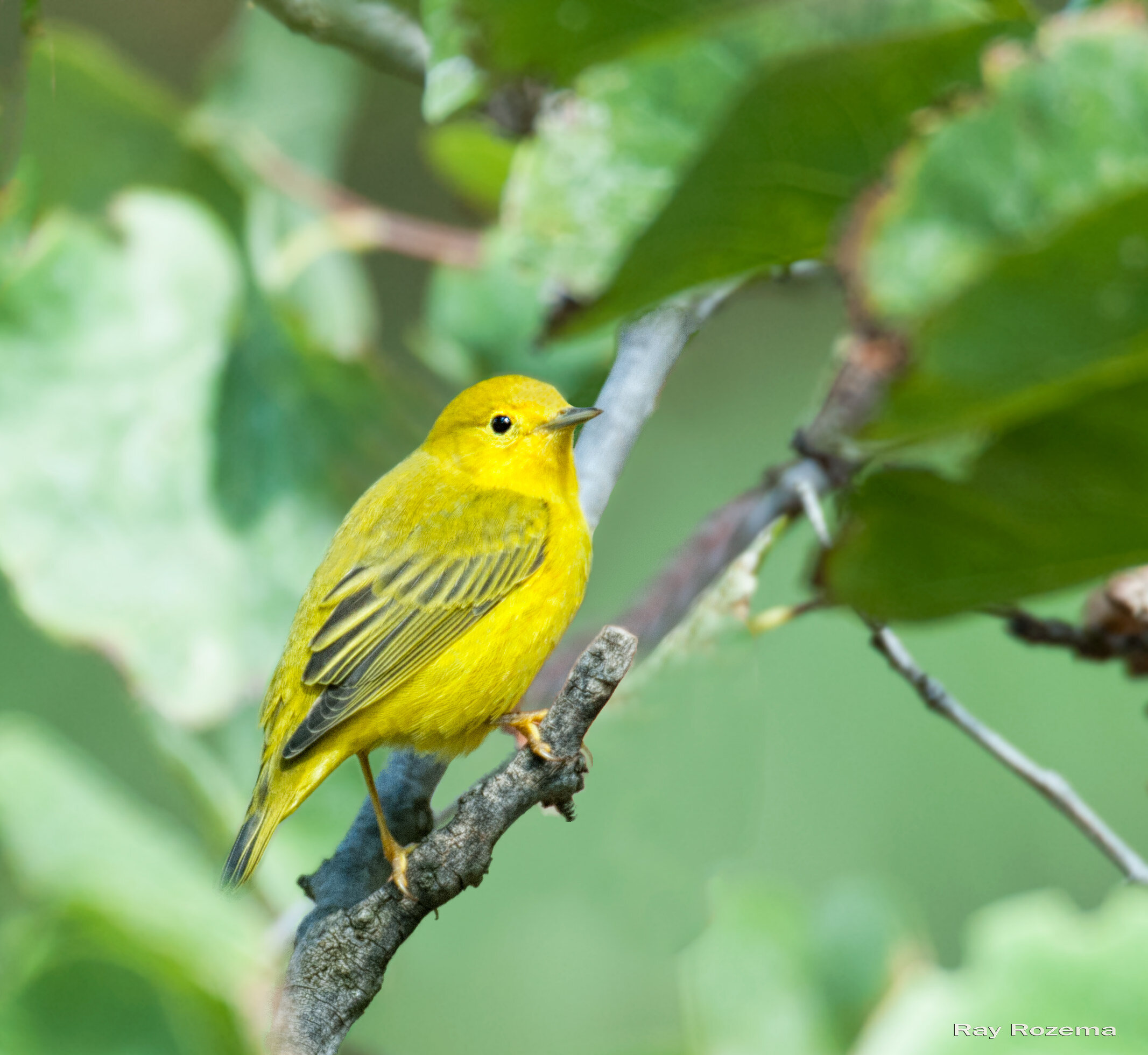 Yellow Warbler, Male