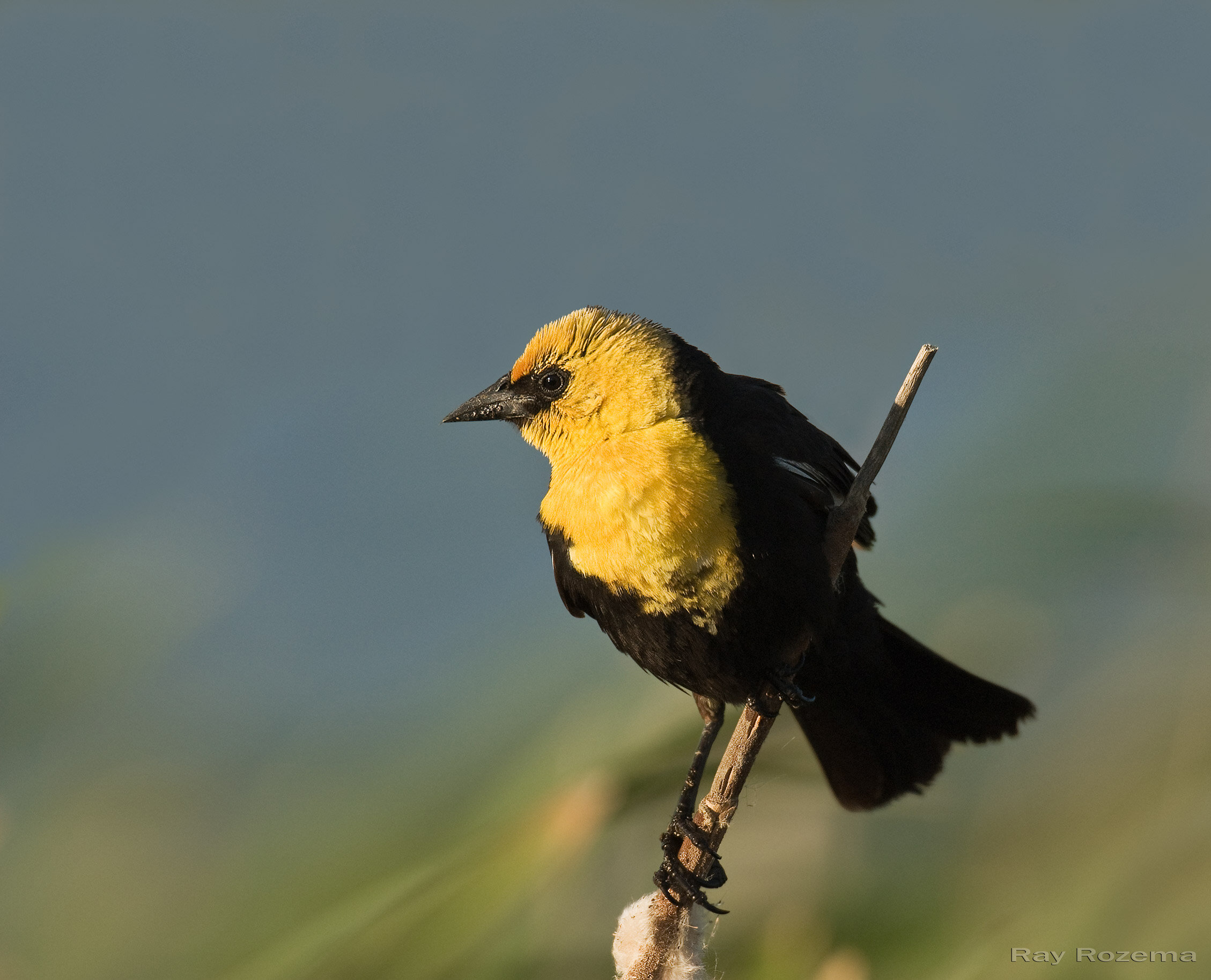 Yellow-headed Blackbird, Breeding male