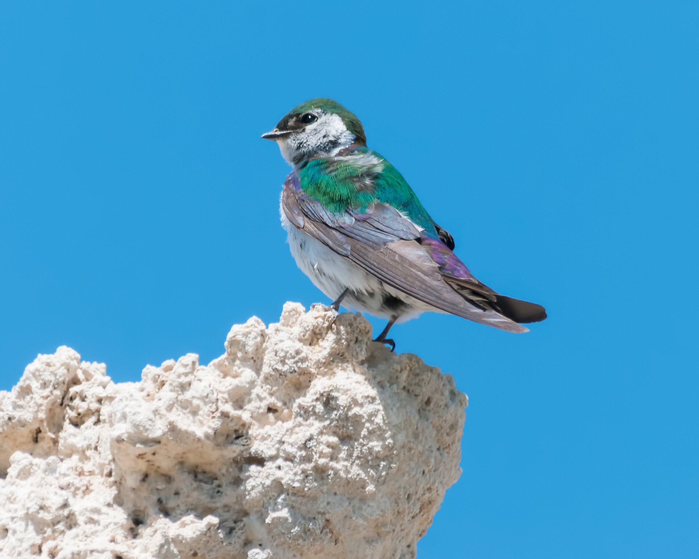 Violet-green Swallow, Adult male