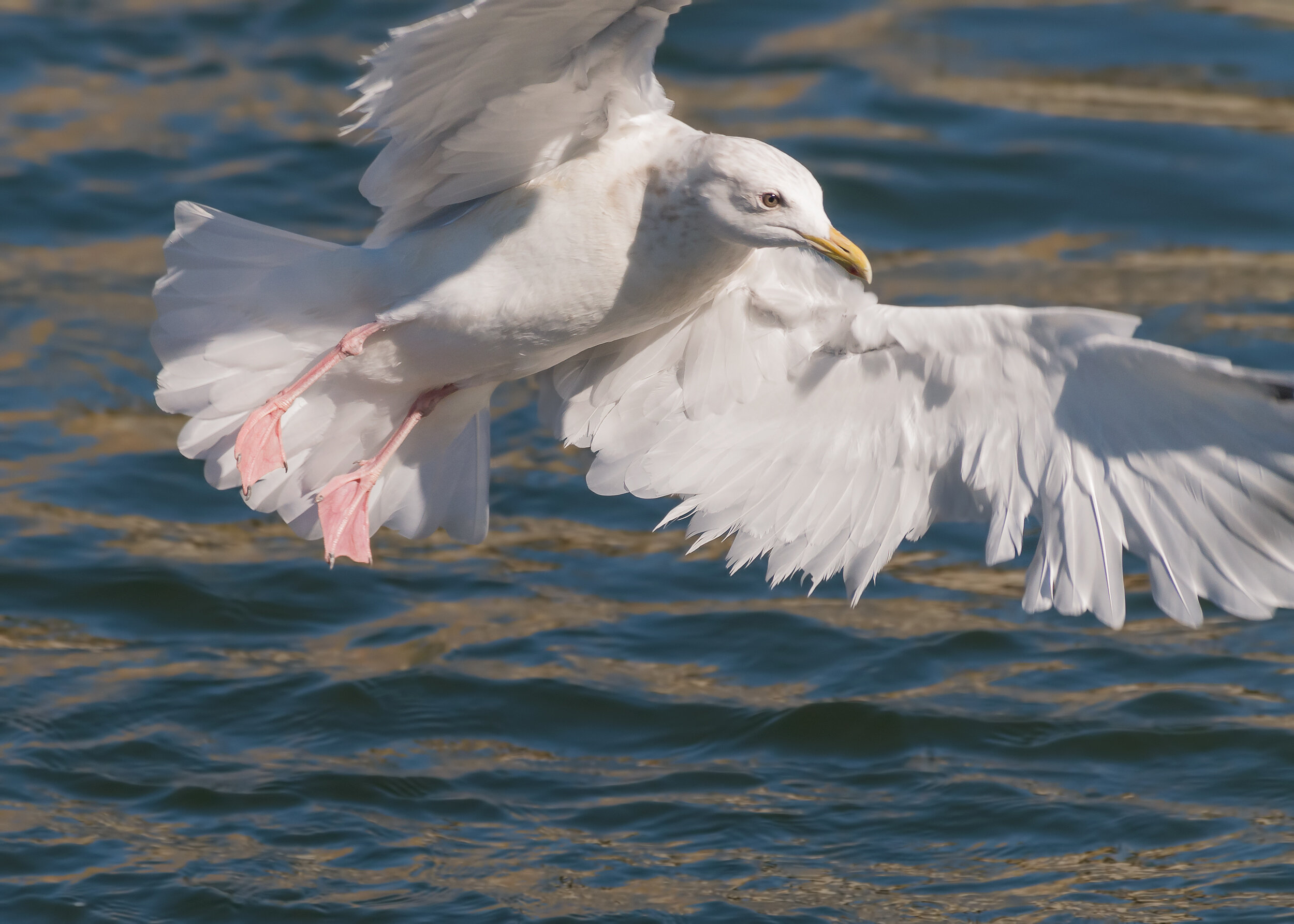 Iceland Gull 