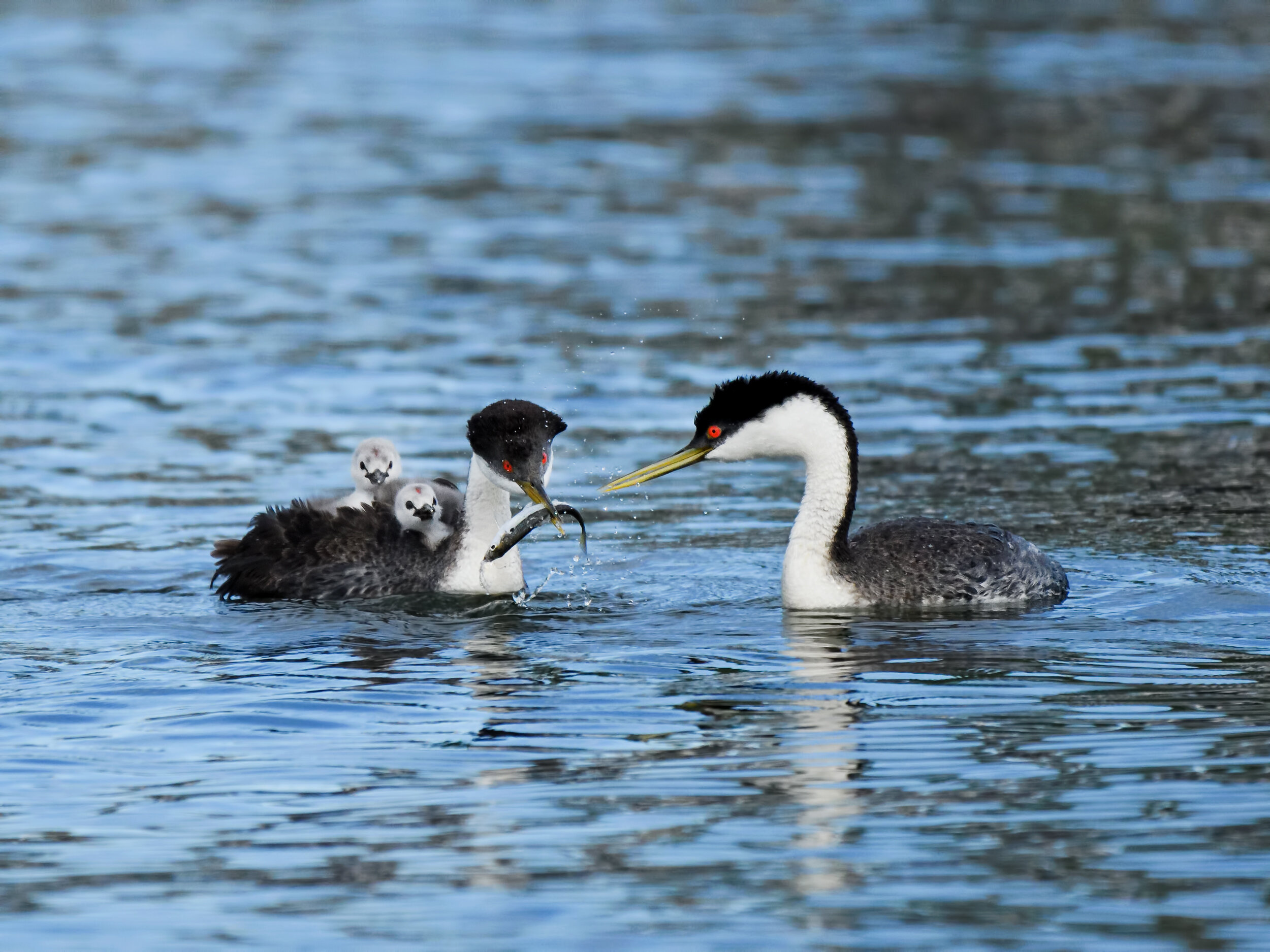 Western Grebe