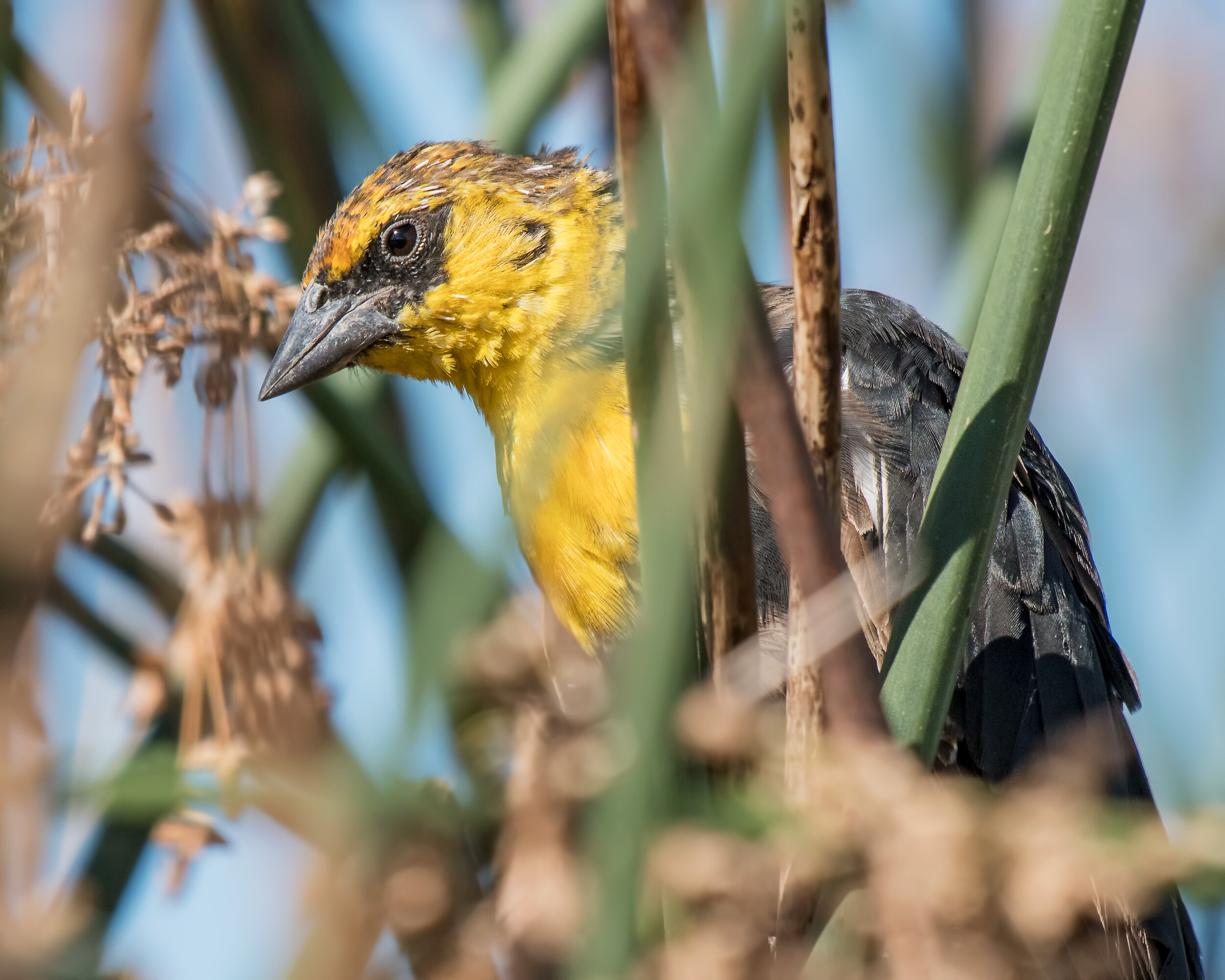 Yellow-headed Blackbird, Immature male