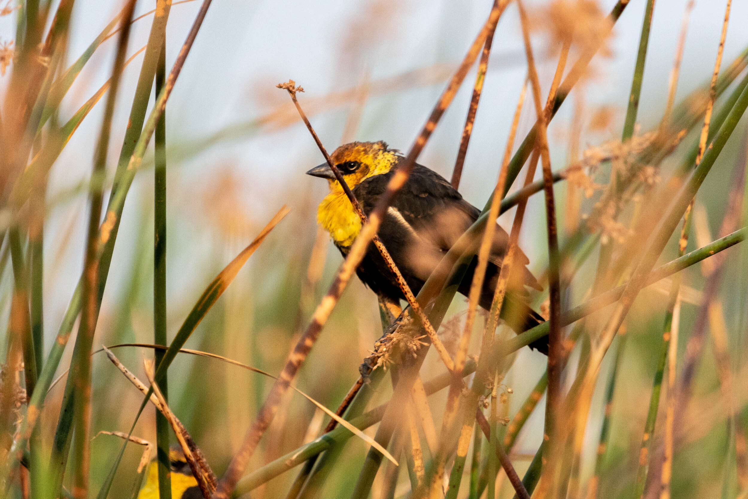 Yellow-headed Blackbird, Immature male