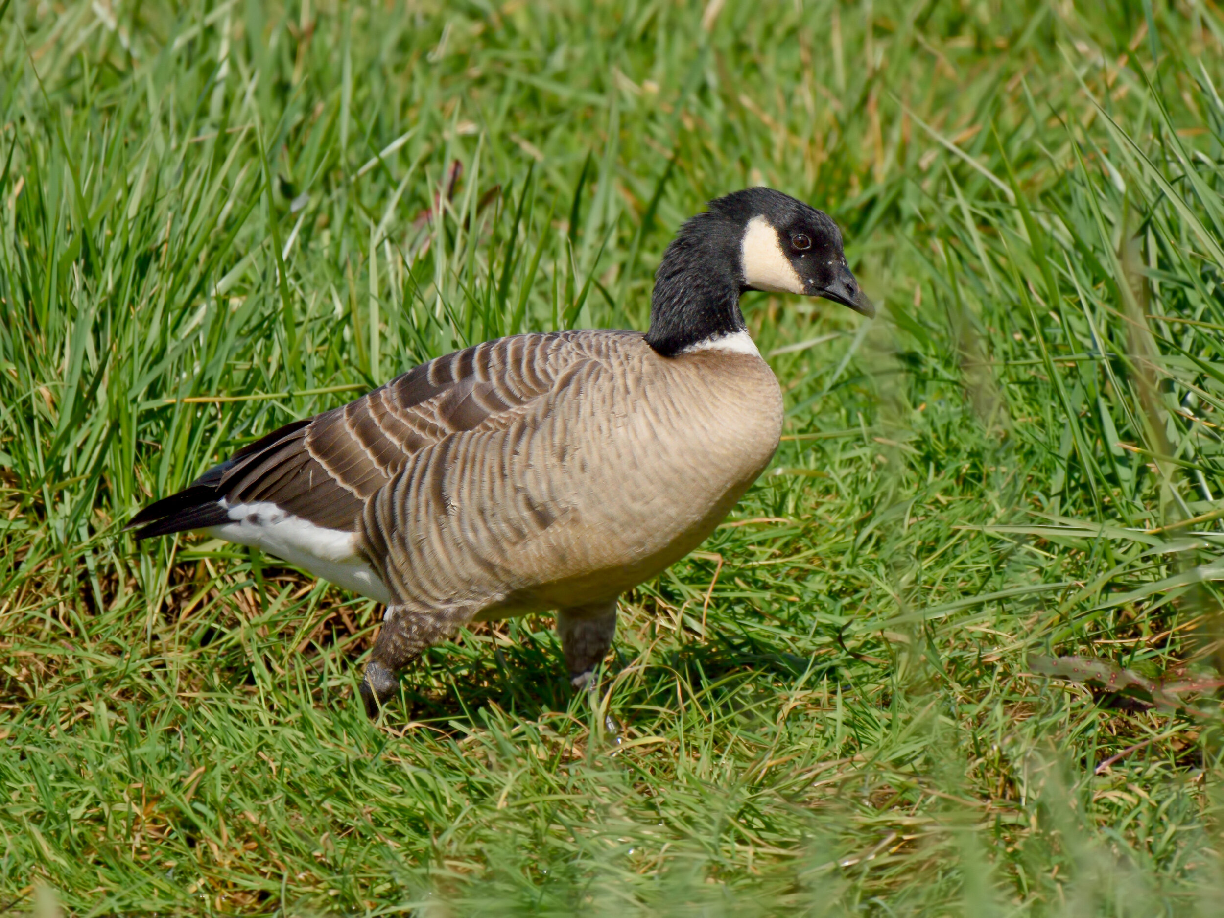 Cackling Goose