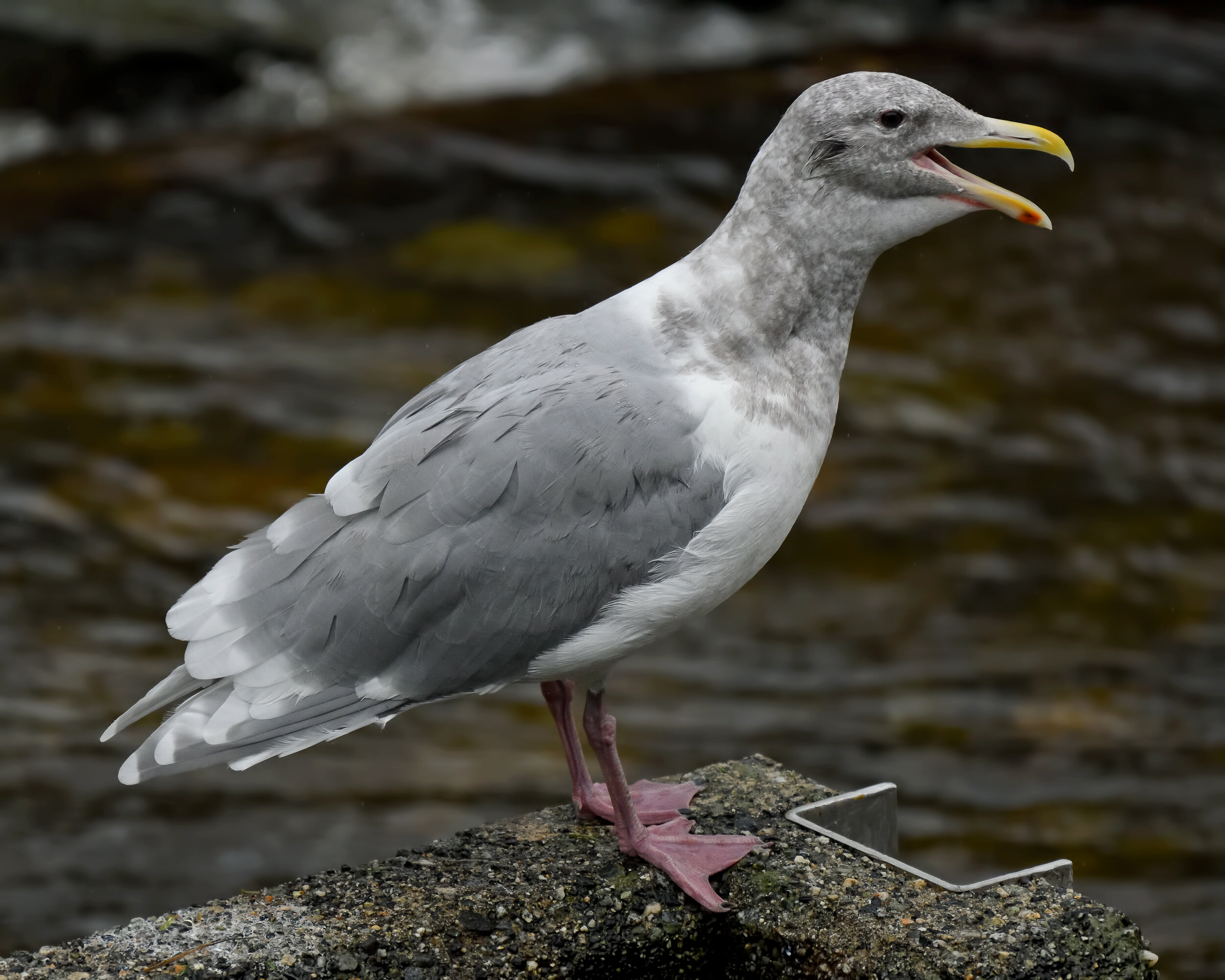 Glaucous-winged Gull, Nonbreeding adult
